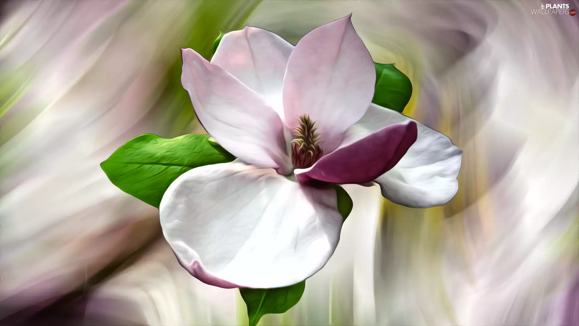 graphics, Colorful Background, Colourfull Flowers, Magnolia, Pink