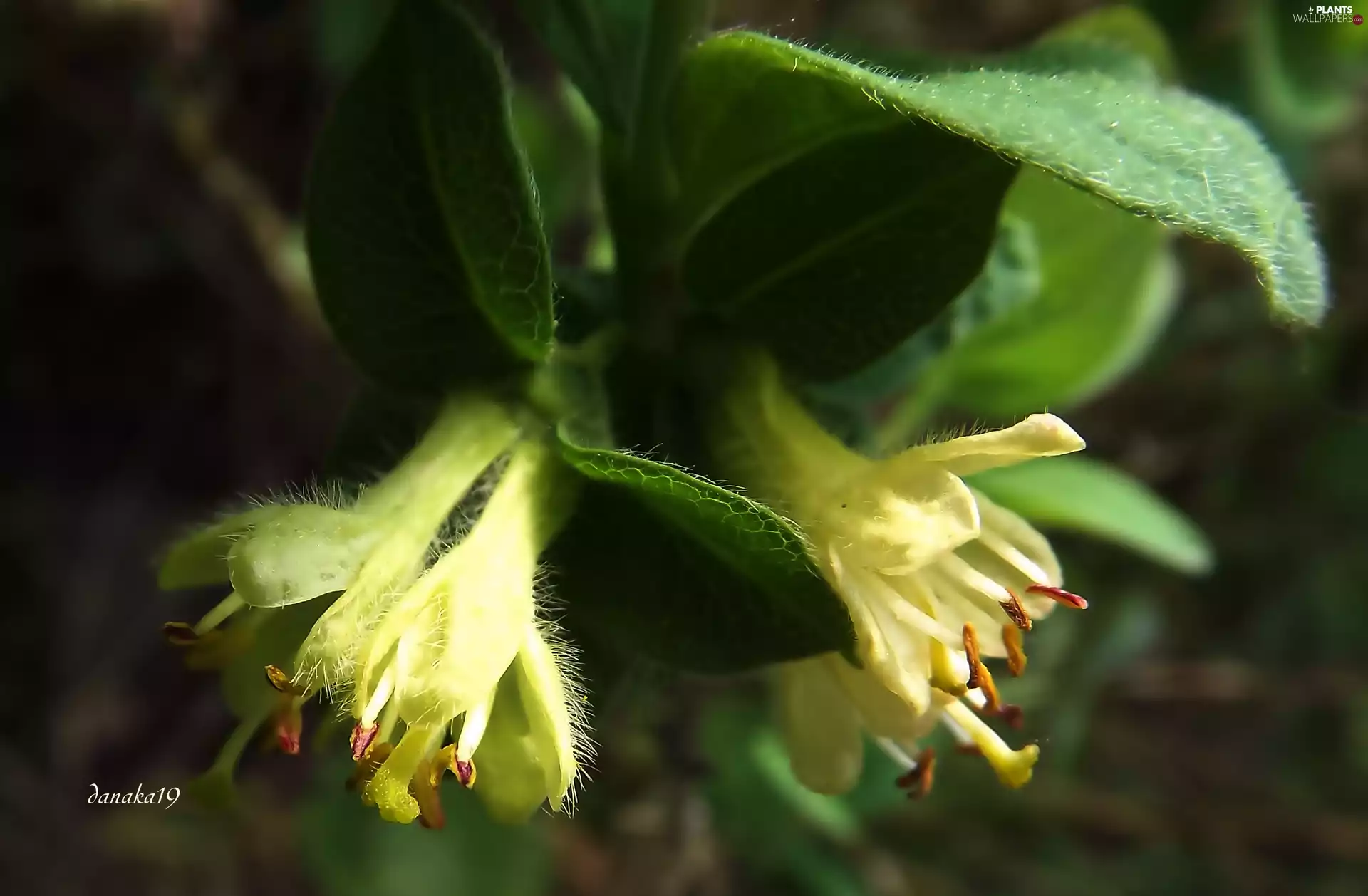 Blue-berried Honeysuckle, Colourfull Flowers, blueberries