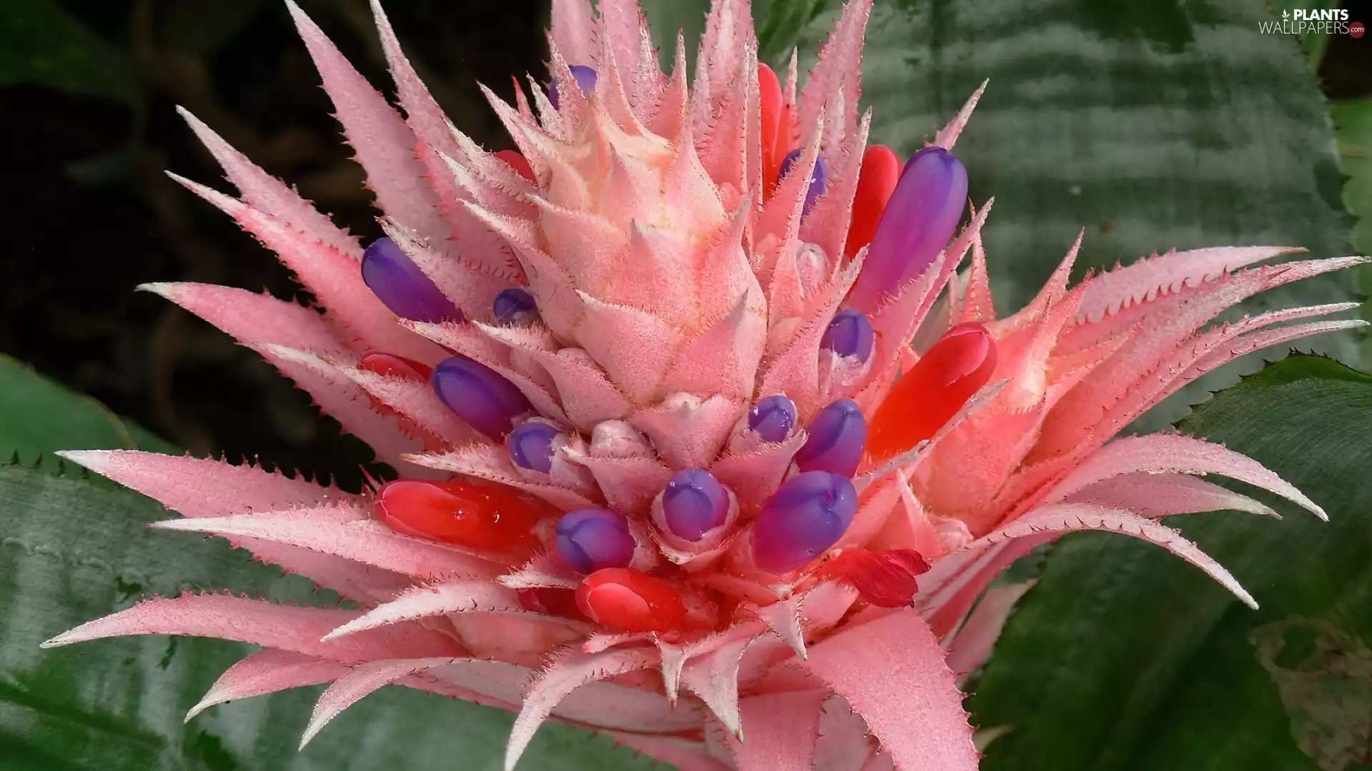 Colourfull Flowers, cactus