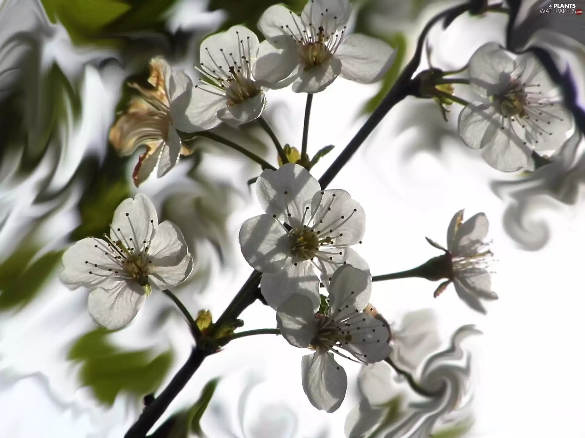 Colourfull Flowers, cherry