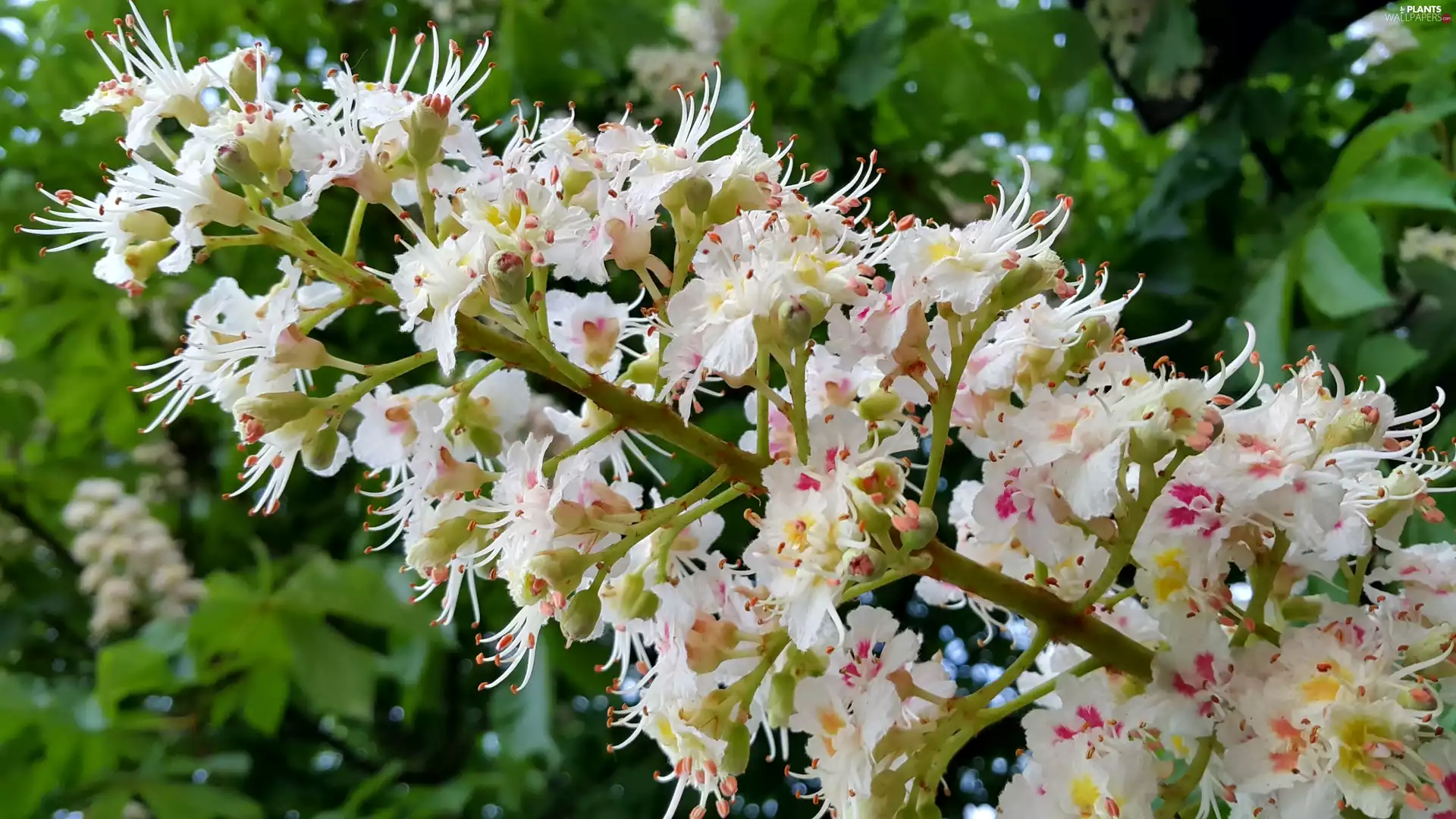 Colourfull Flowers, Chestnut