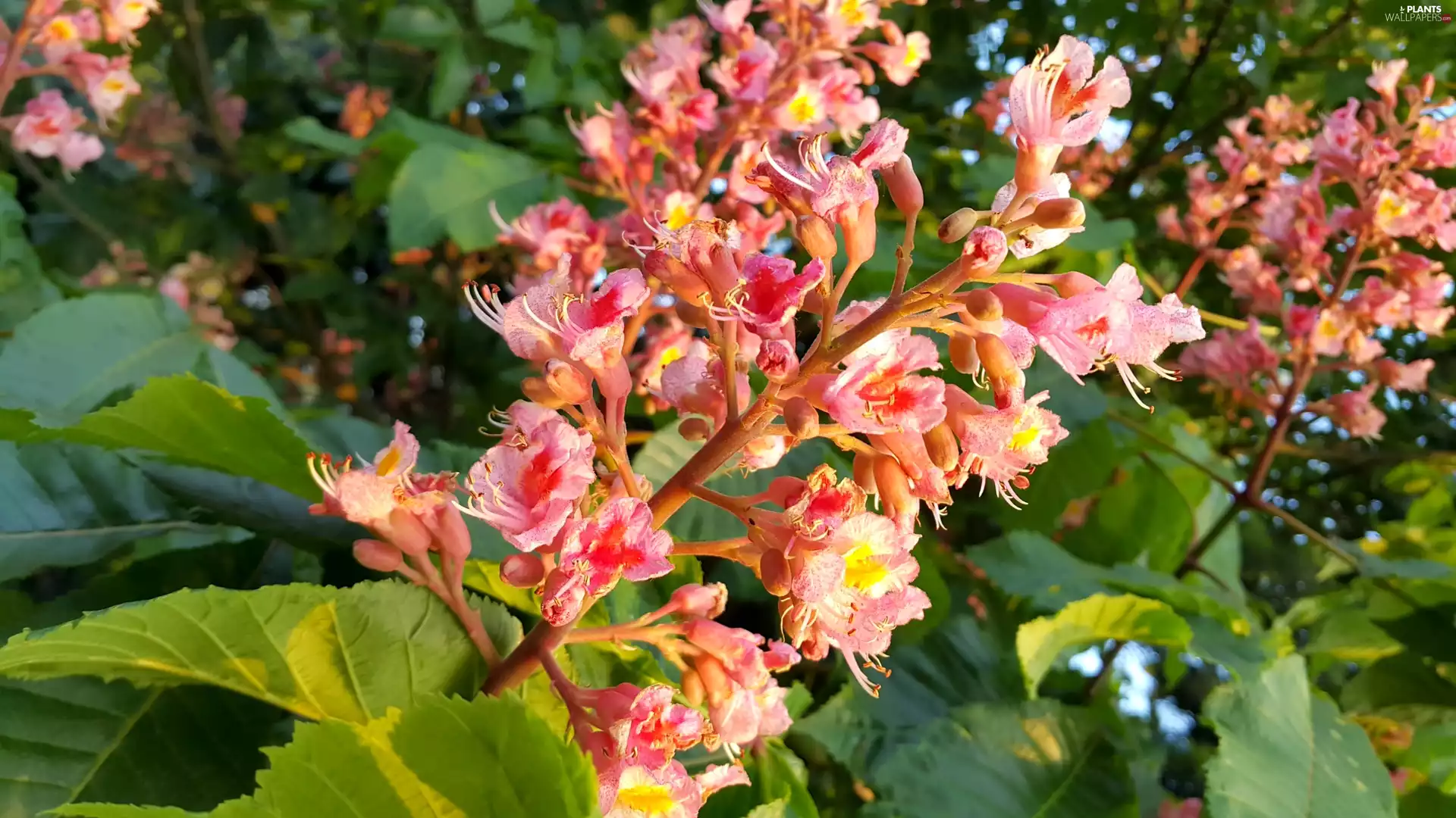 Colourfull Flowers, chestnut