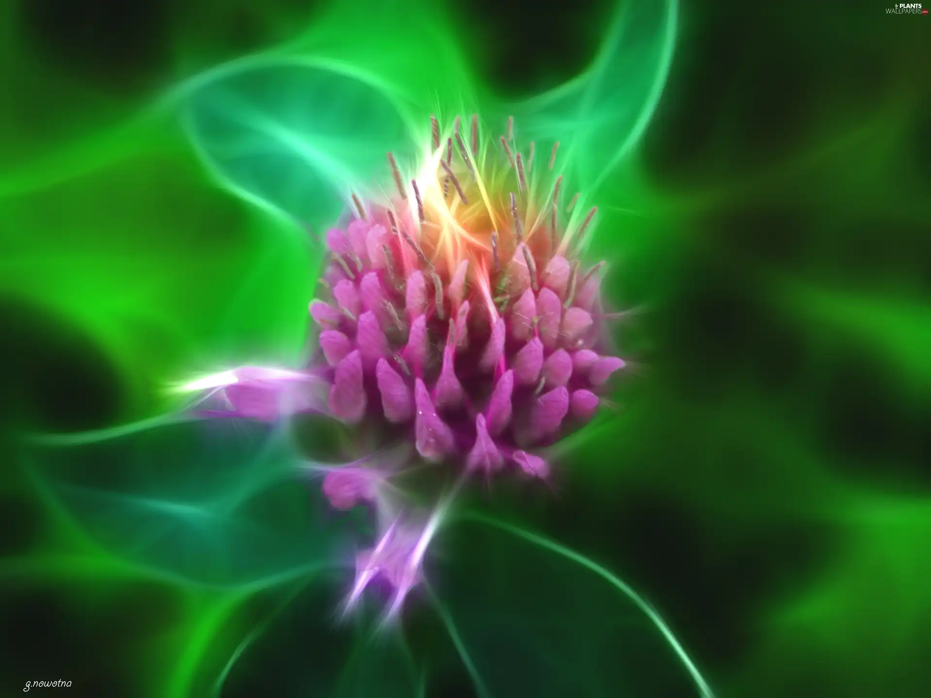 Colourfull Flowers, clover