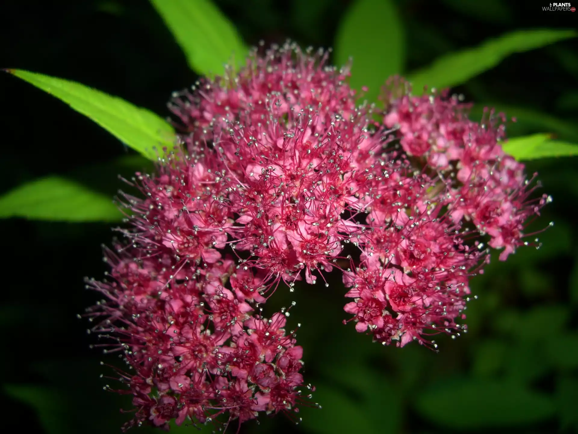 Spiraea, Colourfull Flowers, Pink, Blossoming