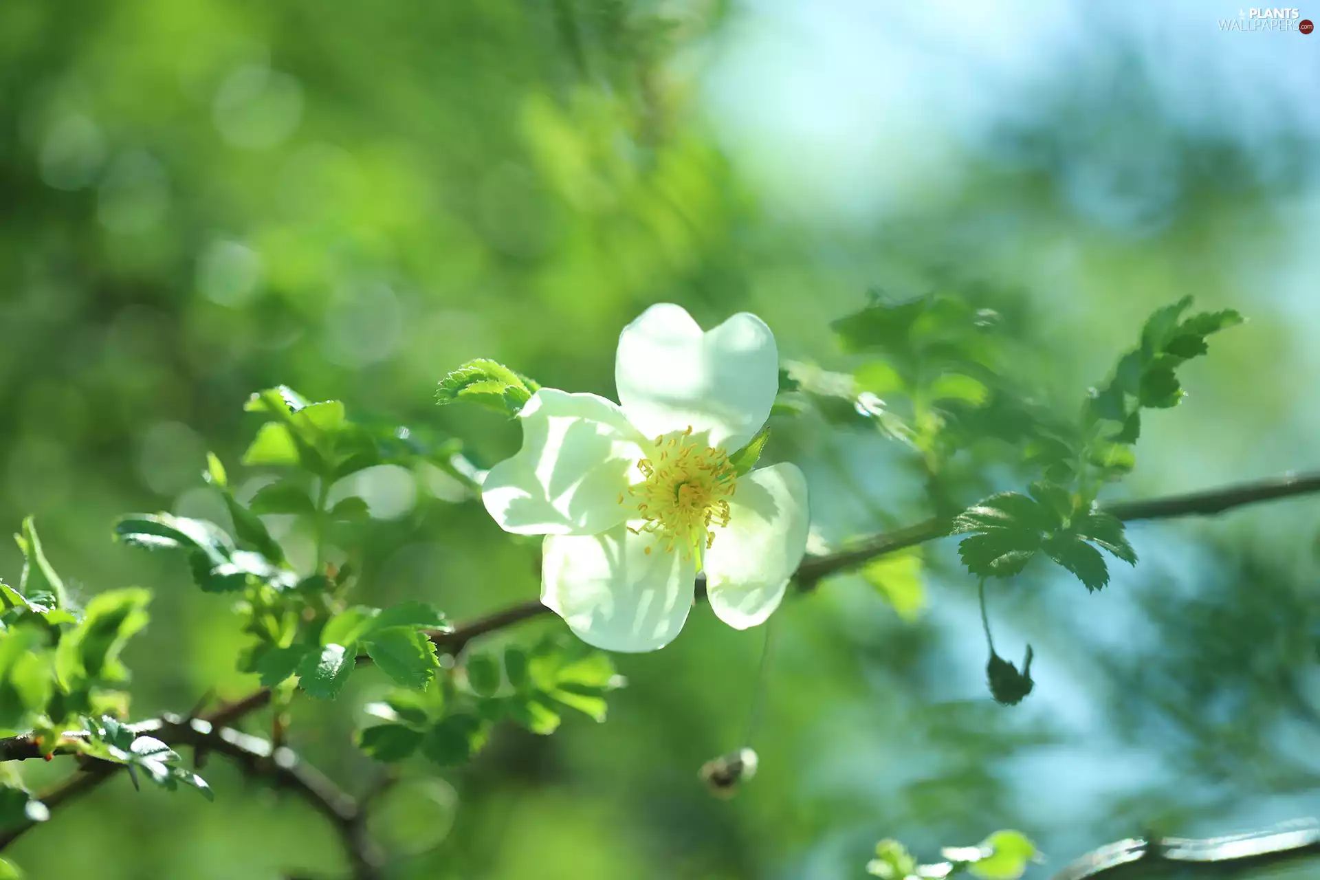 White, Colourfull Flowers, Bush, Briar
