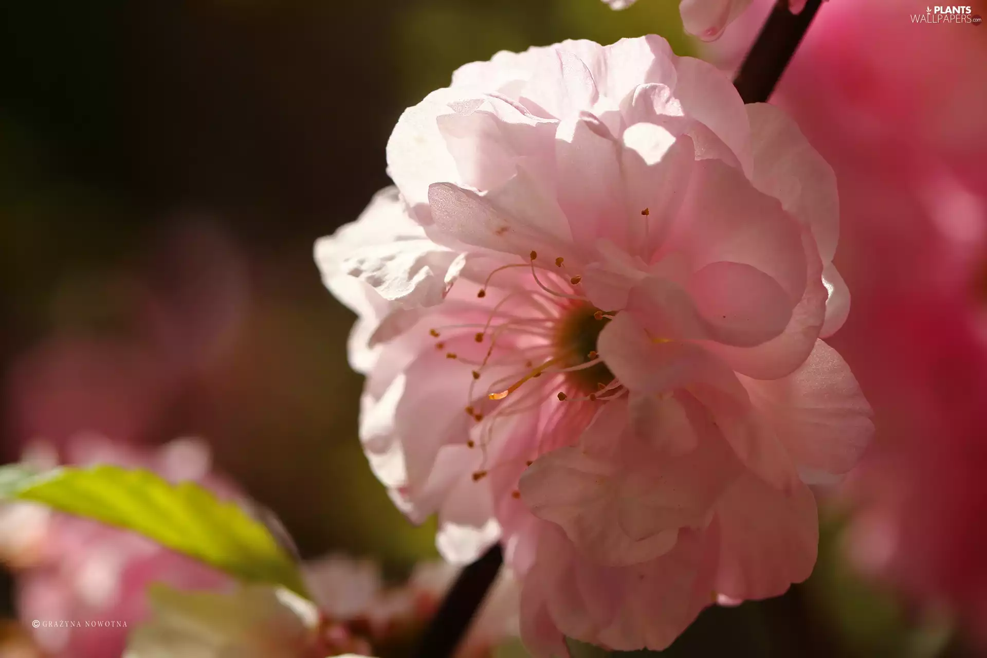 Almond, Colourfull Flowers, Bush, Pink