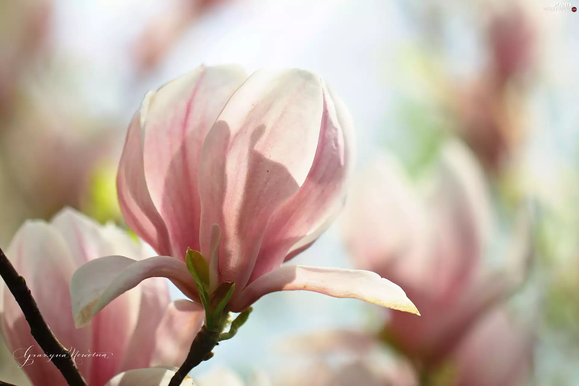 Magnolia, Colourfull Flowers, Bush, Pink