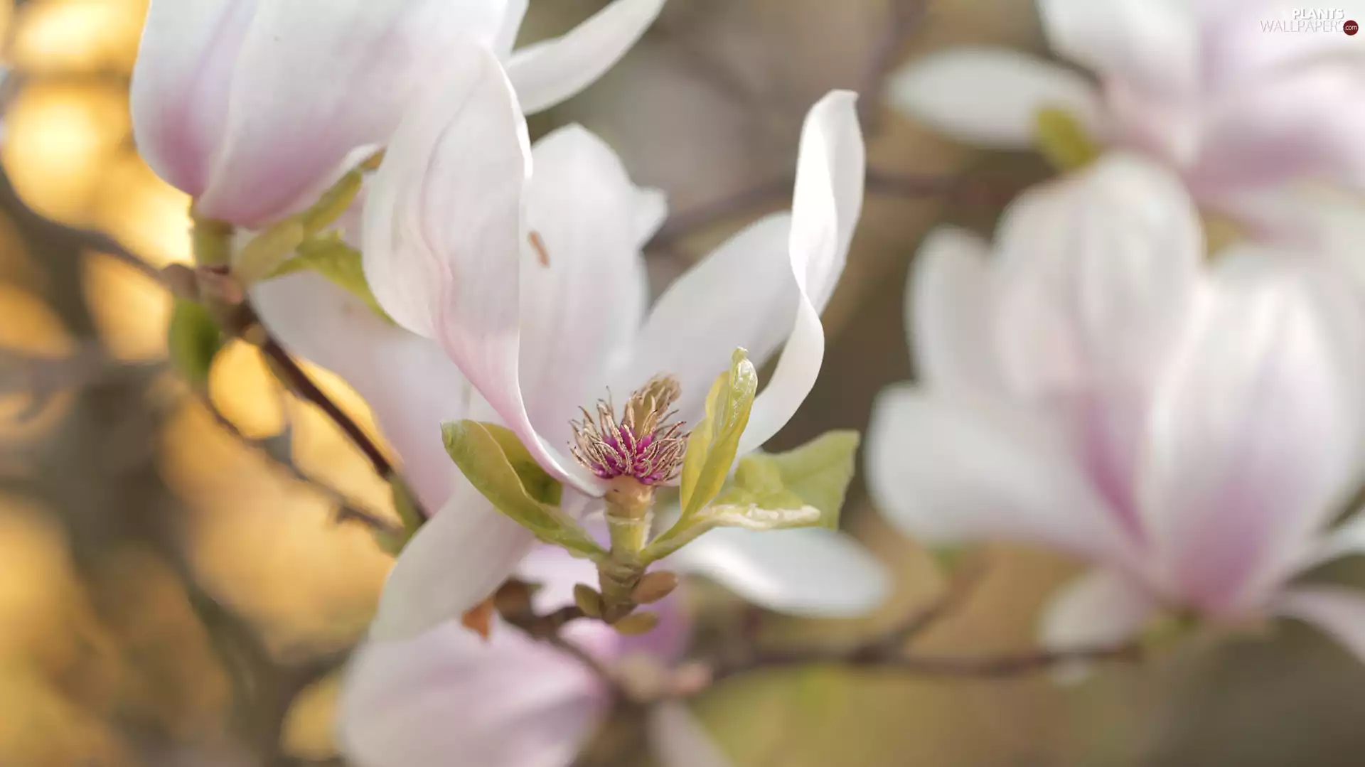 Magnolia, Colourfull Flowers, Bush, Pink