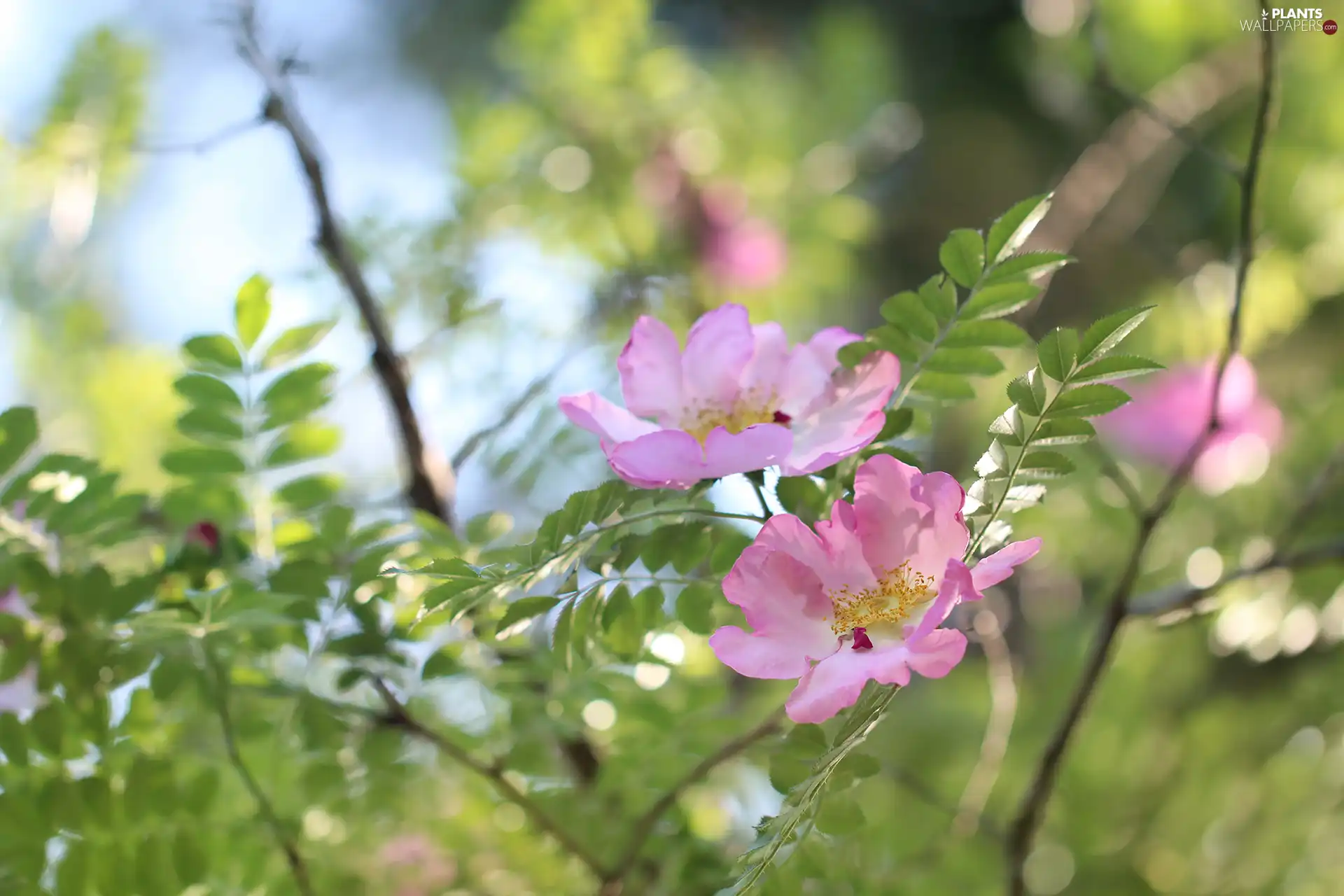 Briar, Colourfull Flowers, Twigs, Pink