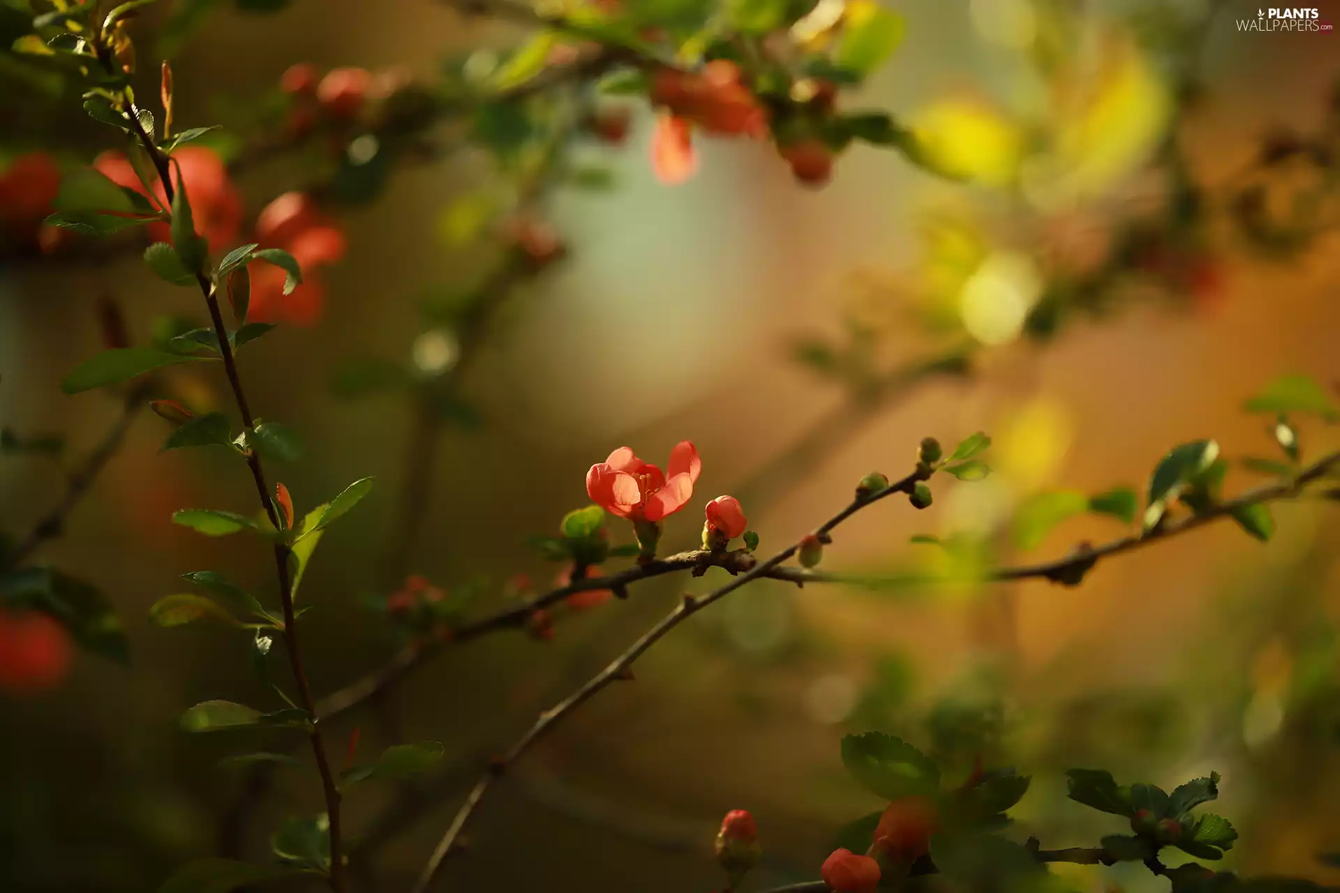 Chaenomeles, Colourfull Flowers, Bush, Red