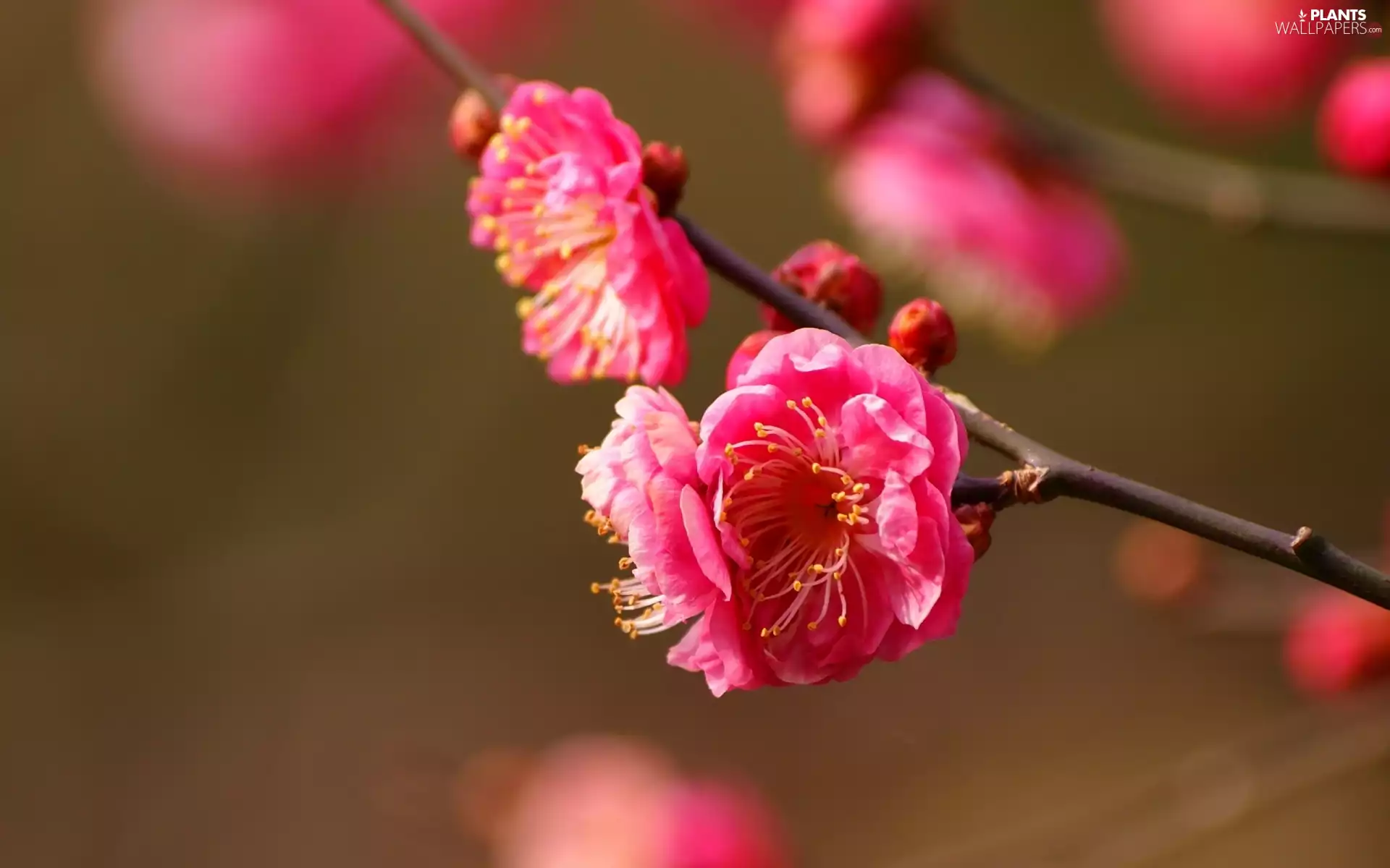 flourishing, Colourfull Flowers, kirsch, trees