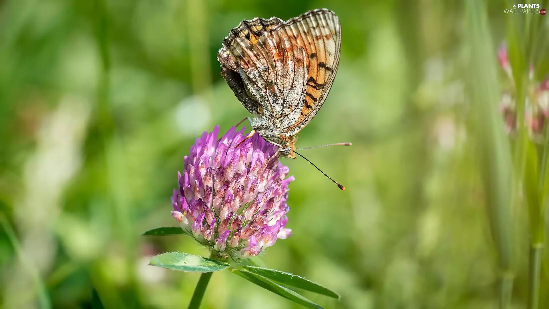 butterfly, Colourfull Flowers, leaves, trefoil