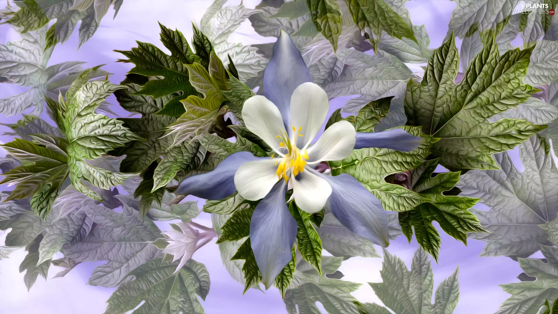 graphics, Colourfull Flowers, Leaf, White