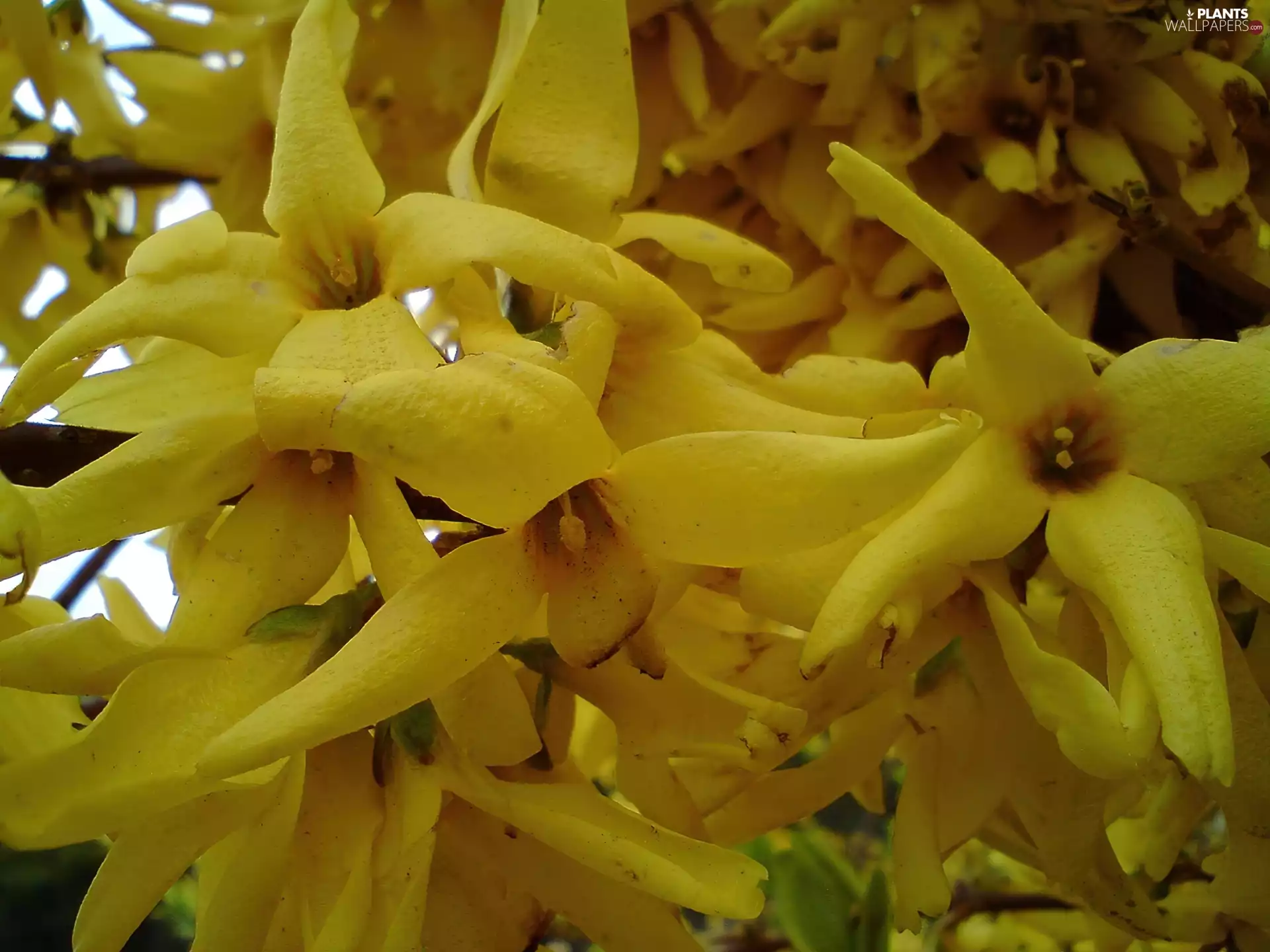 Colourfull Flowers, forsythia