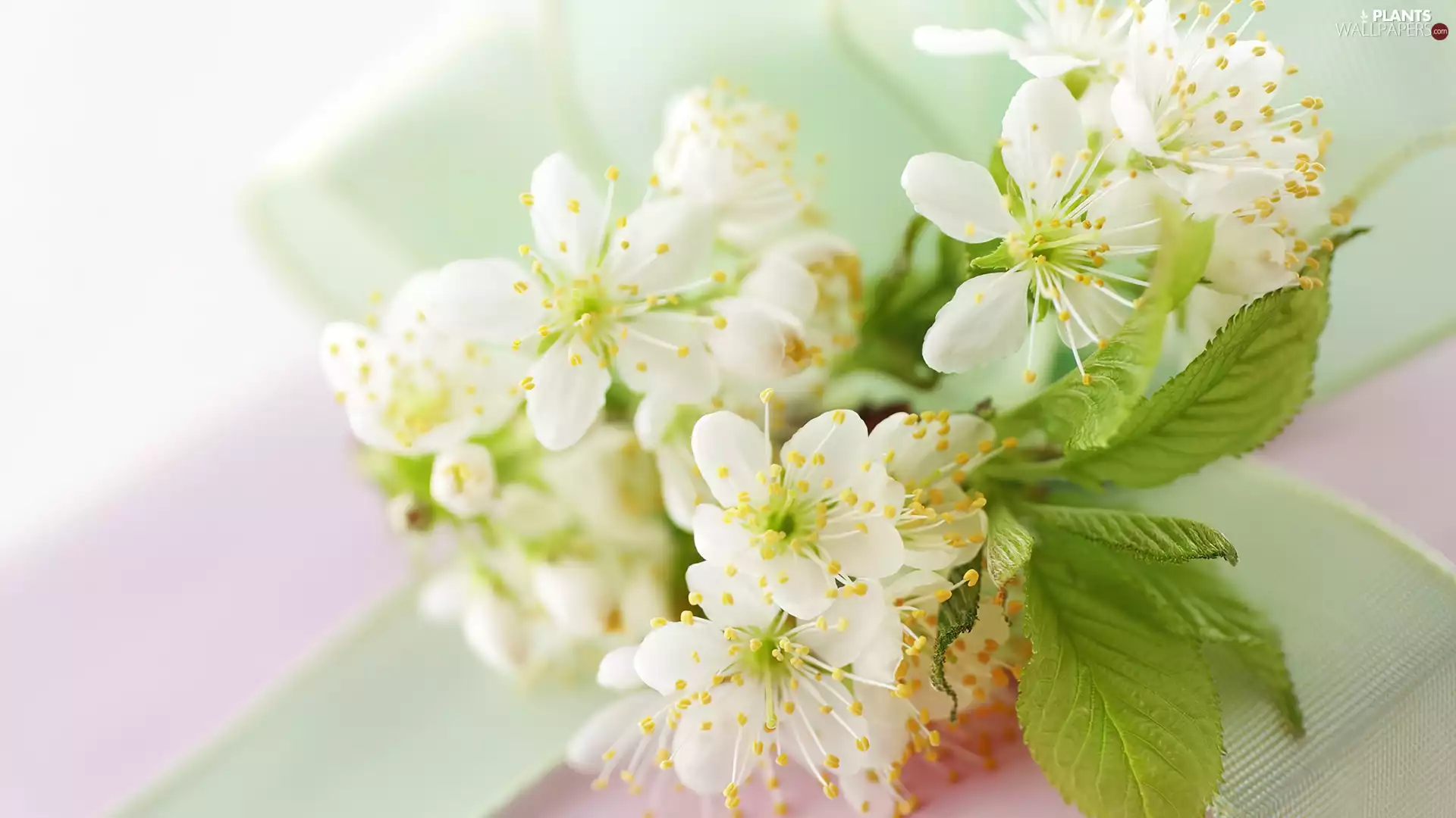 Colourfull Flowers, kirsch