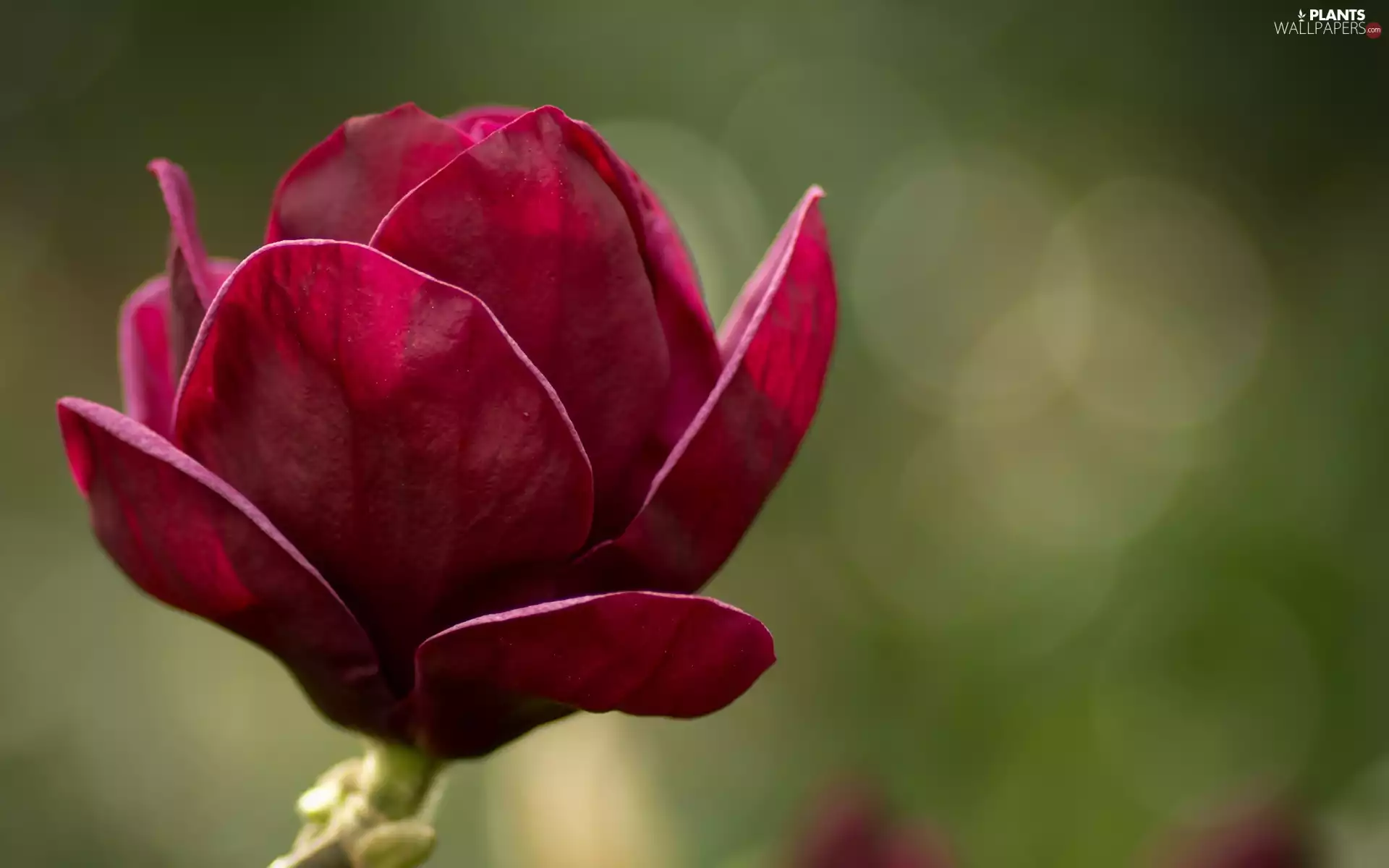 Colourfull Flowers, Magnolia