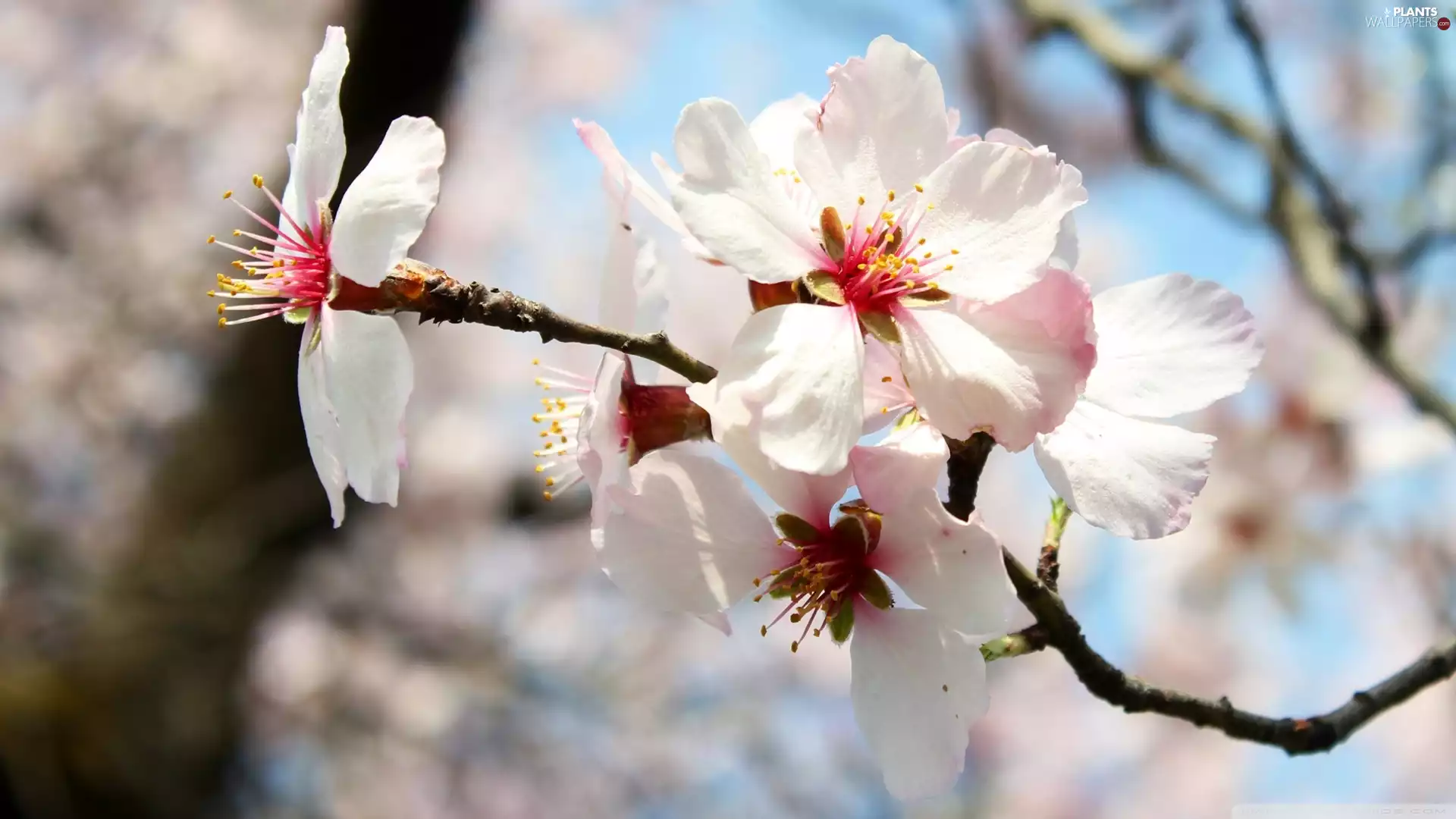 Colourfull Flowers, peach