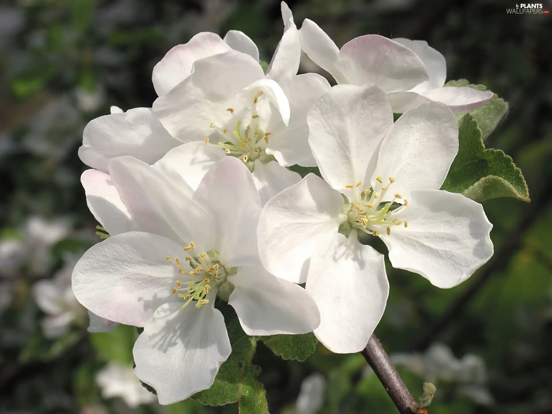 Colourfull Flowers, Plums