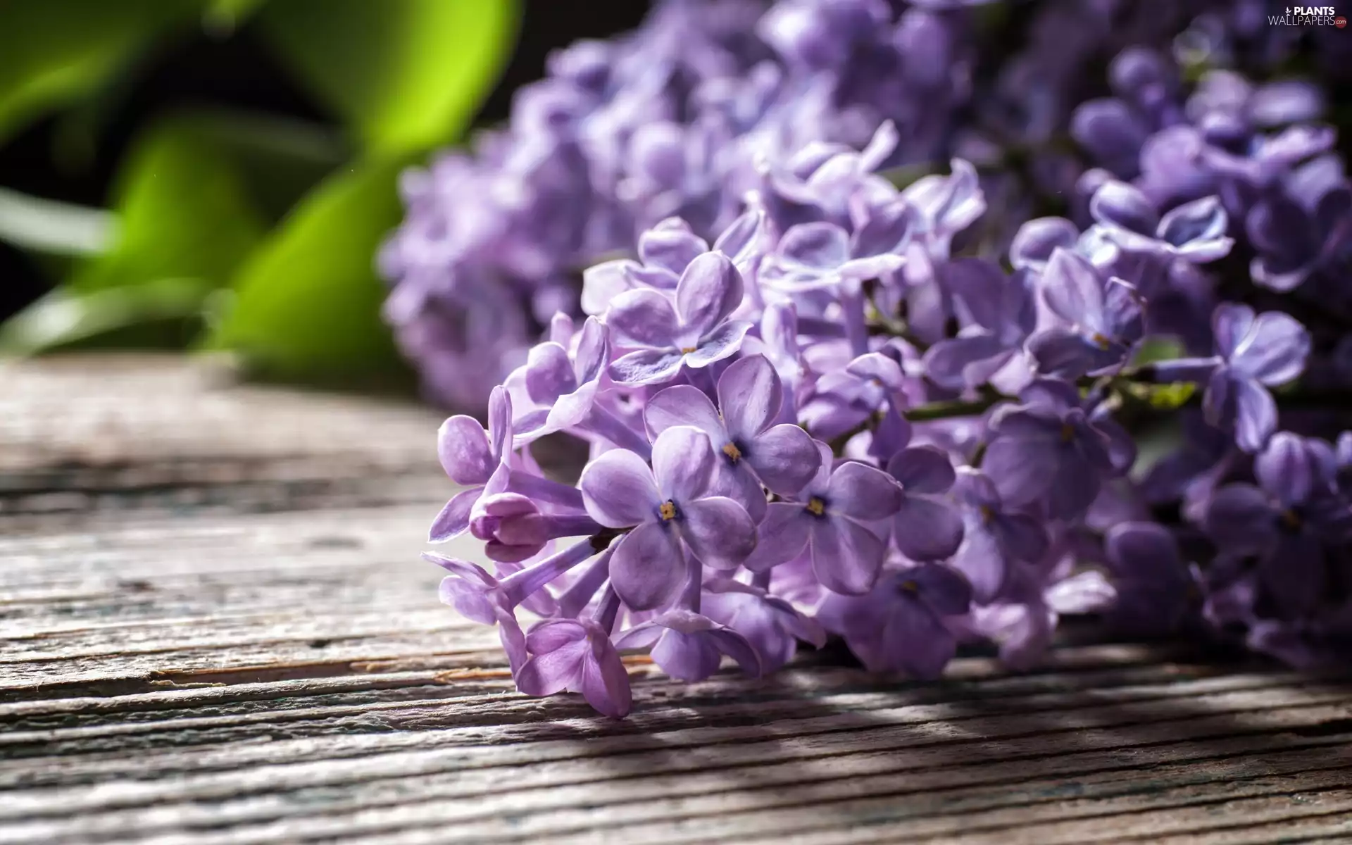 Colourfull Flowers, without