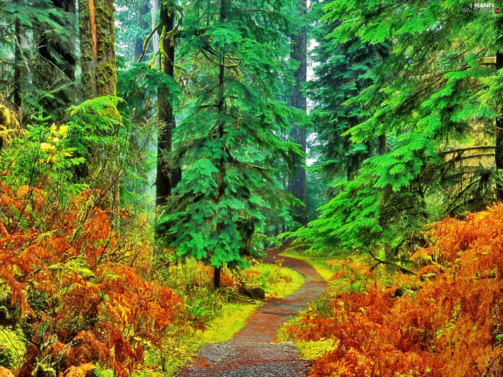 color, autumn, Path, Colours