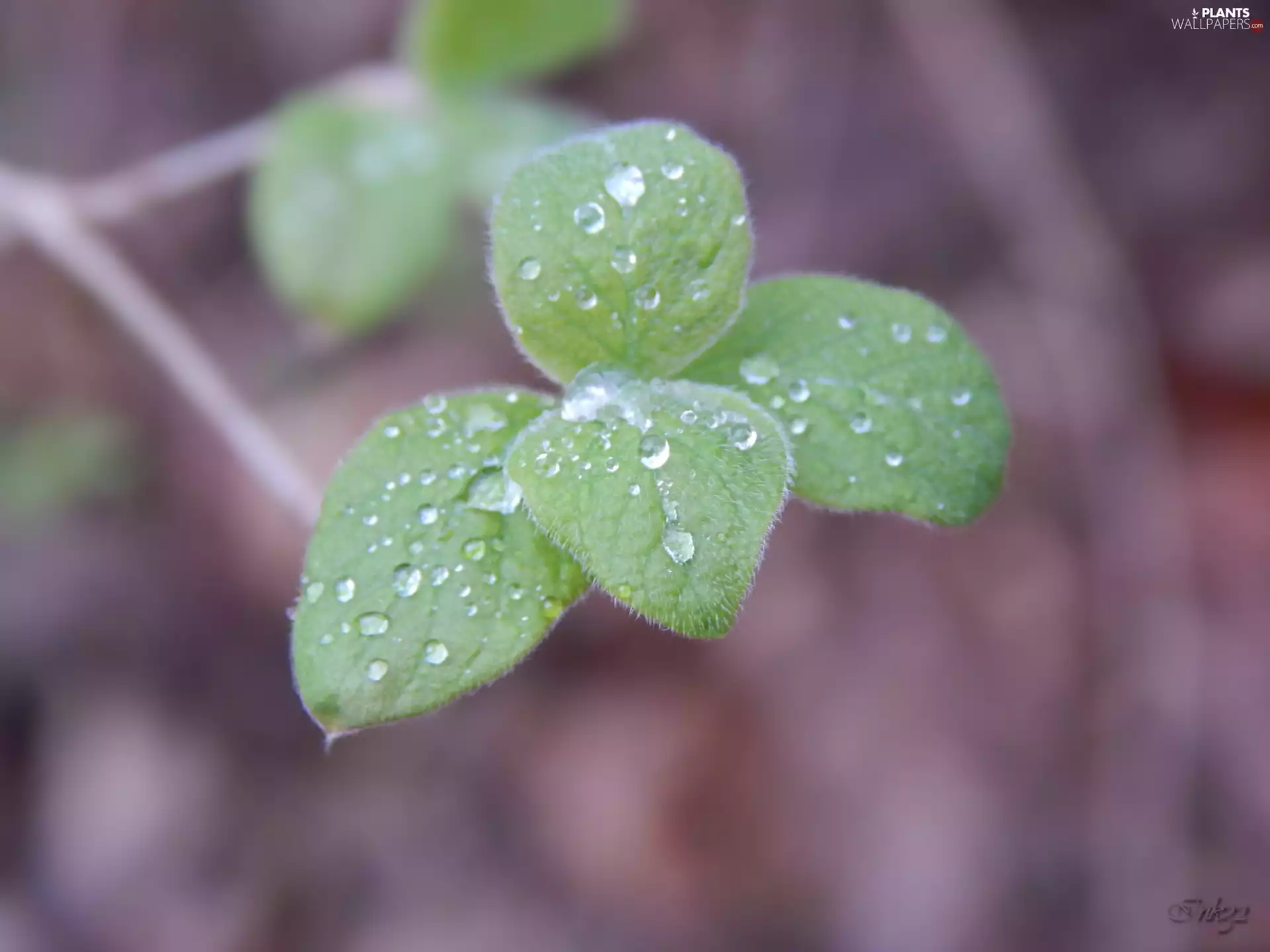 young, Common Honeysuckle, drops, leaves