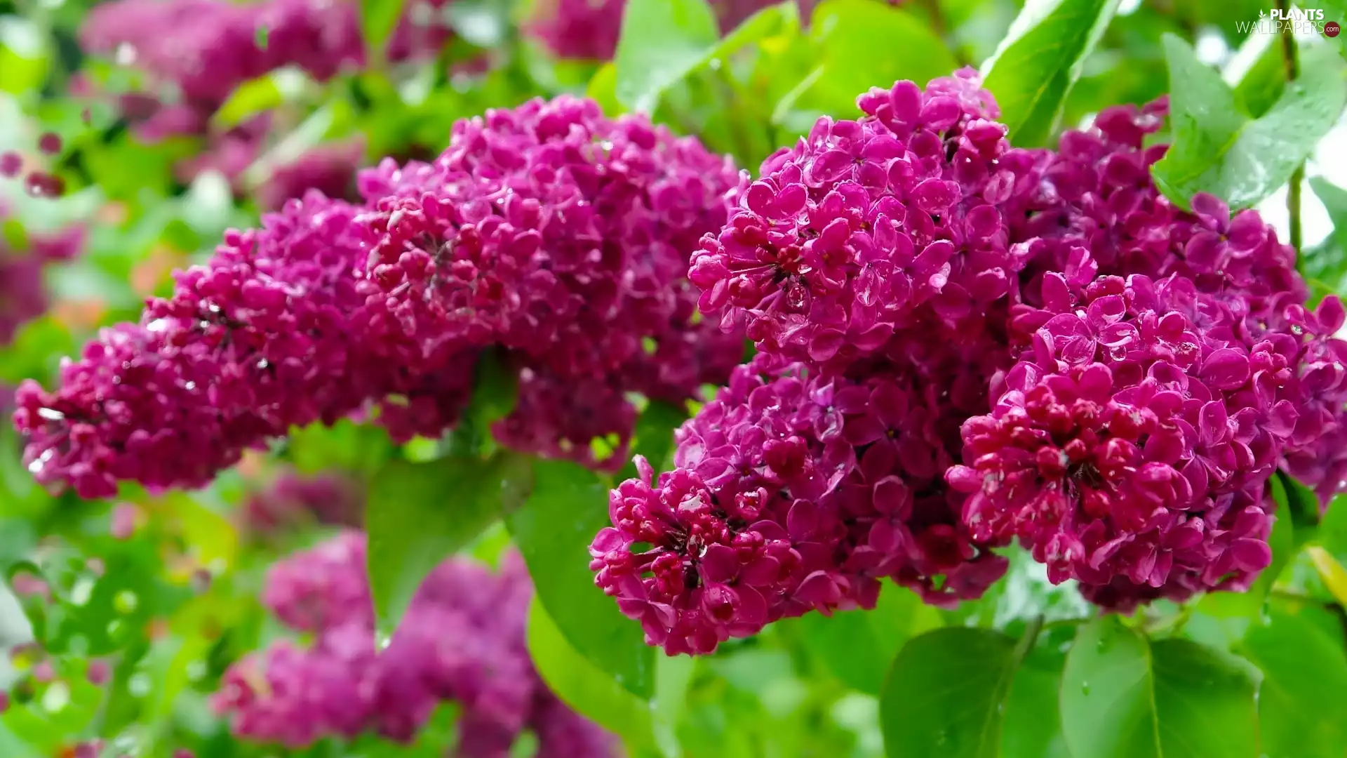 Twigs, Common Lilac, without, Flowers