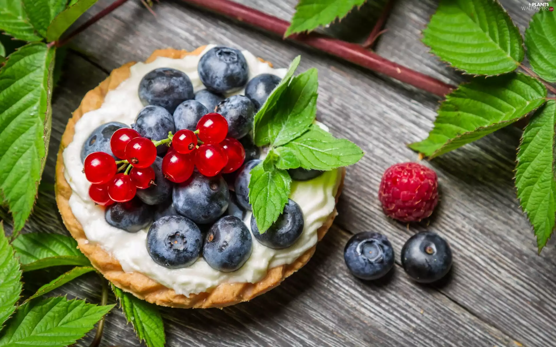Bench, composition, blueberries, Leaf, currants