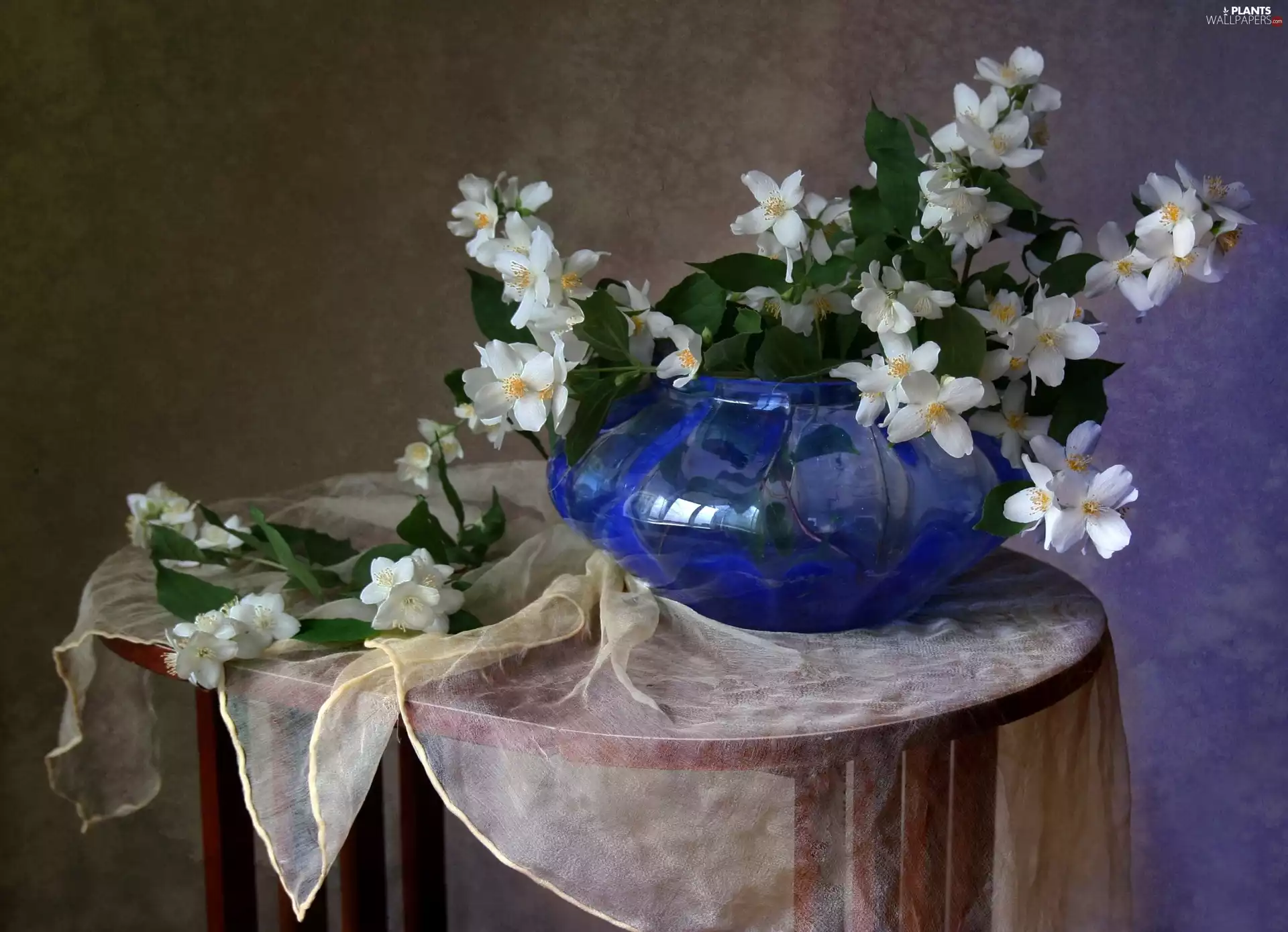 composition, Bush, Jasmine