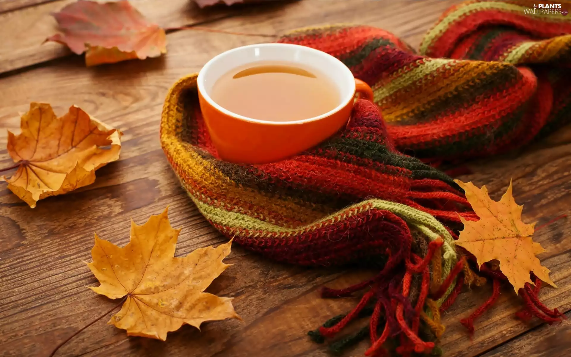 Autumn, cup, Scarf, composition, Leaf, tea