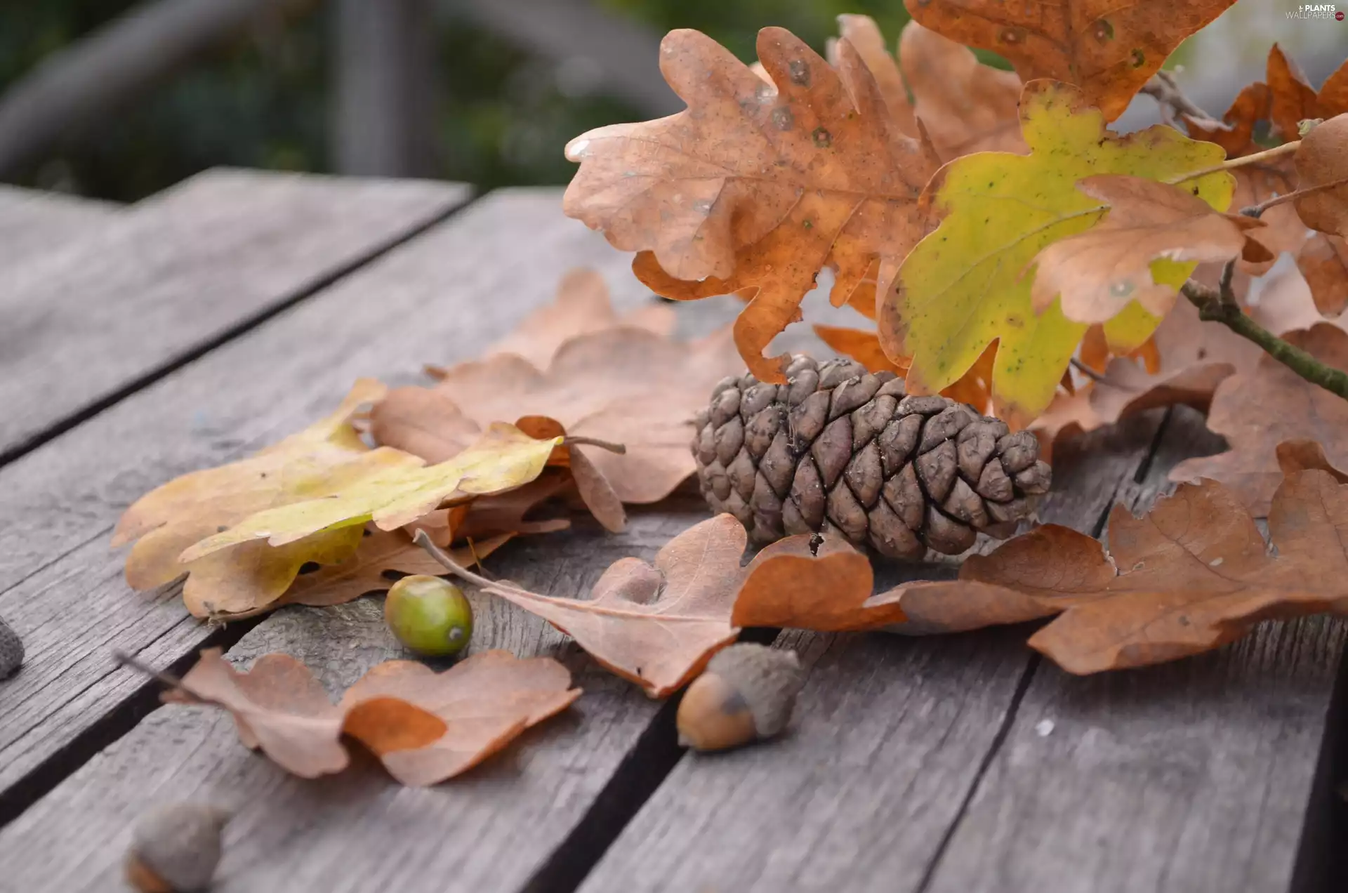 cone, Leaf, autumn