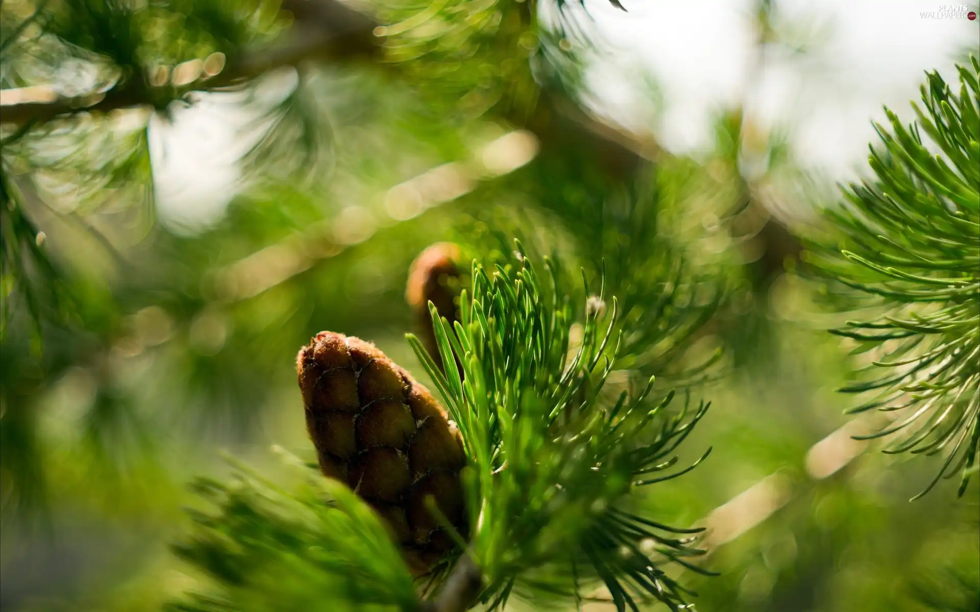 cone, Close, conifer