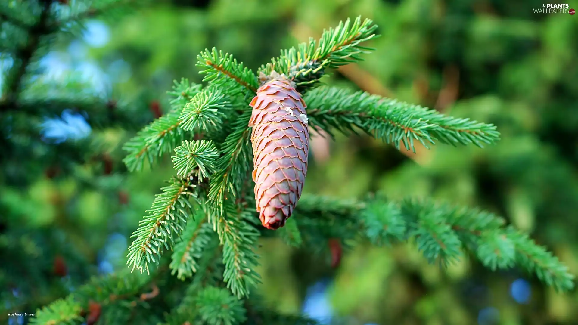 cone, Twigs, Conifers