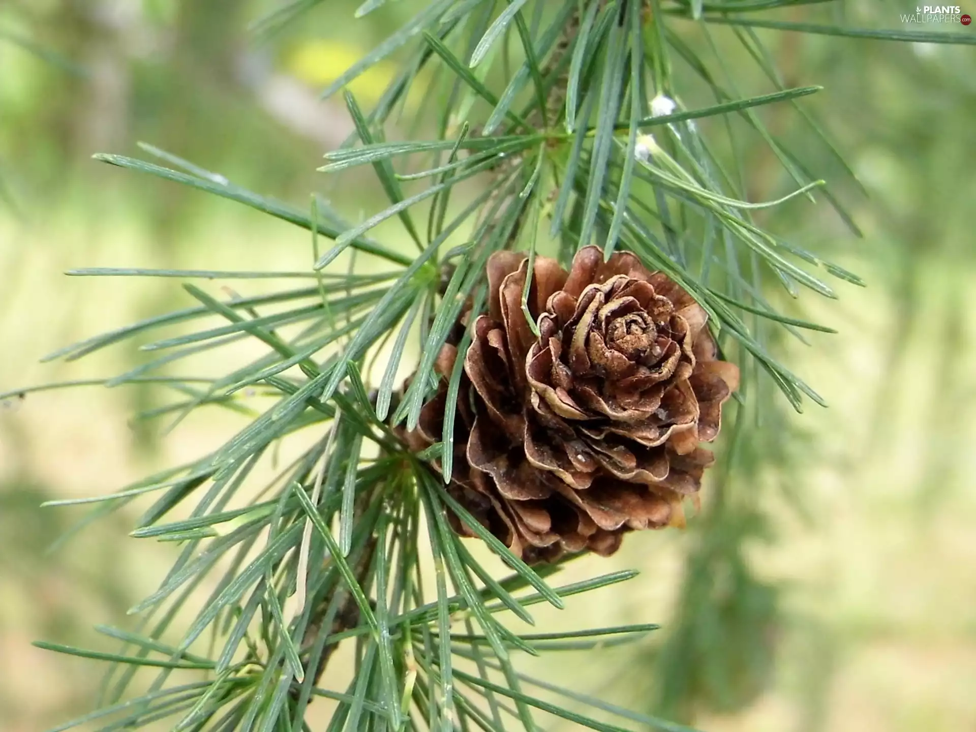 cone, larch
