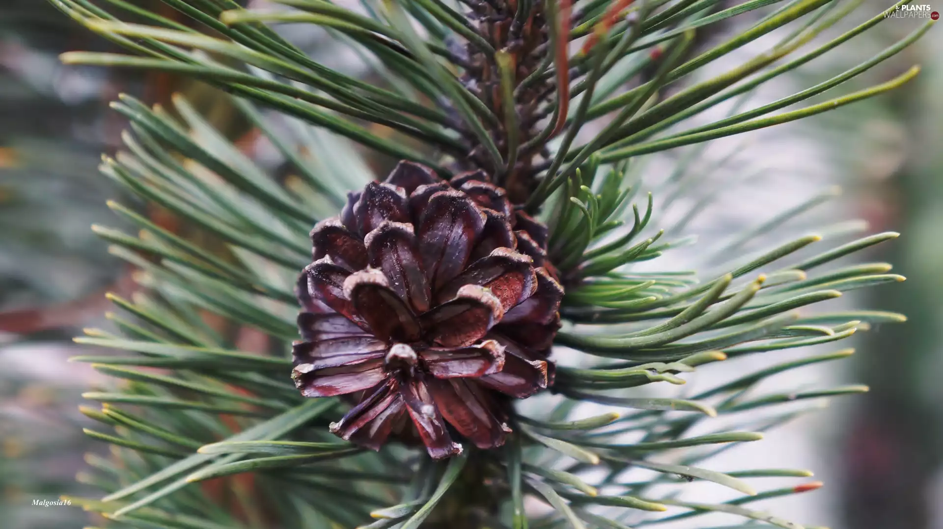 cone, conifer, pine