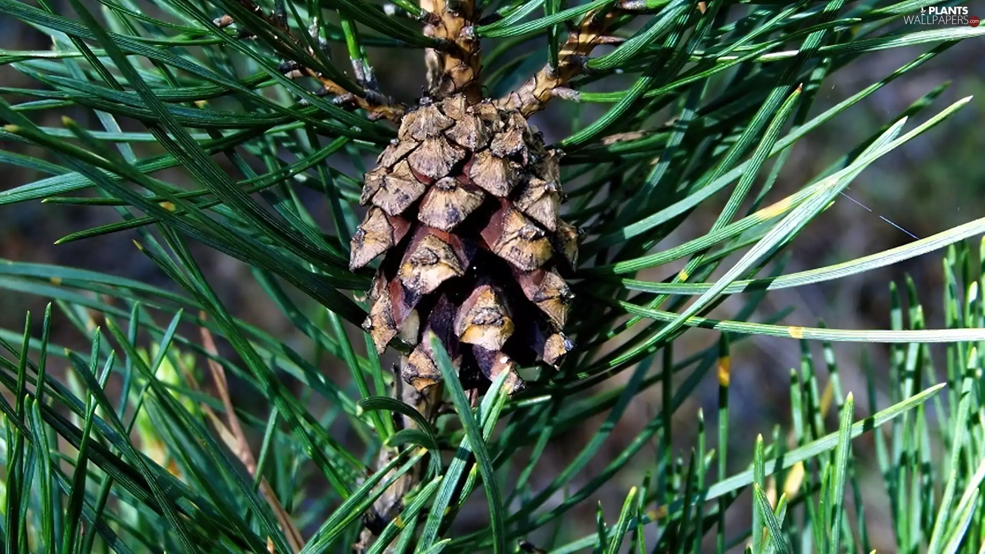 cone, pine