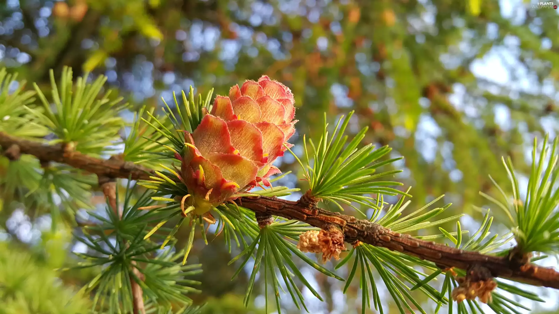 cone, larch, twig