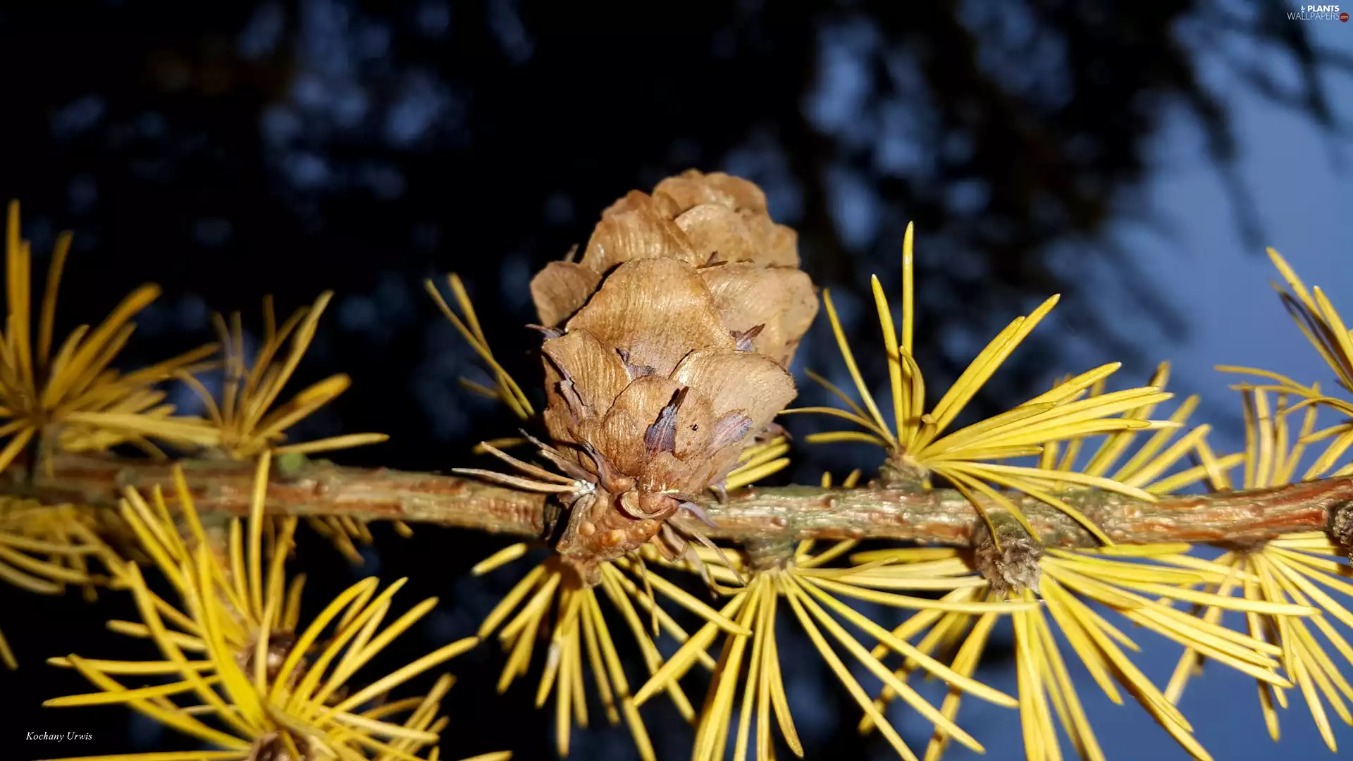 cone, larch, twig