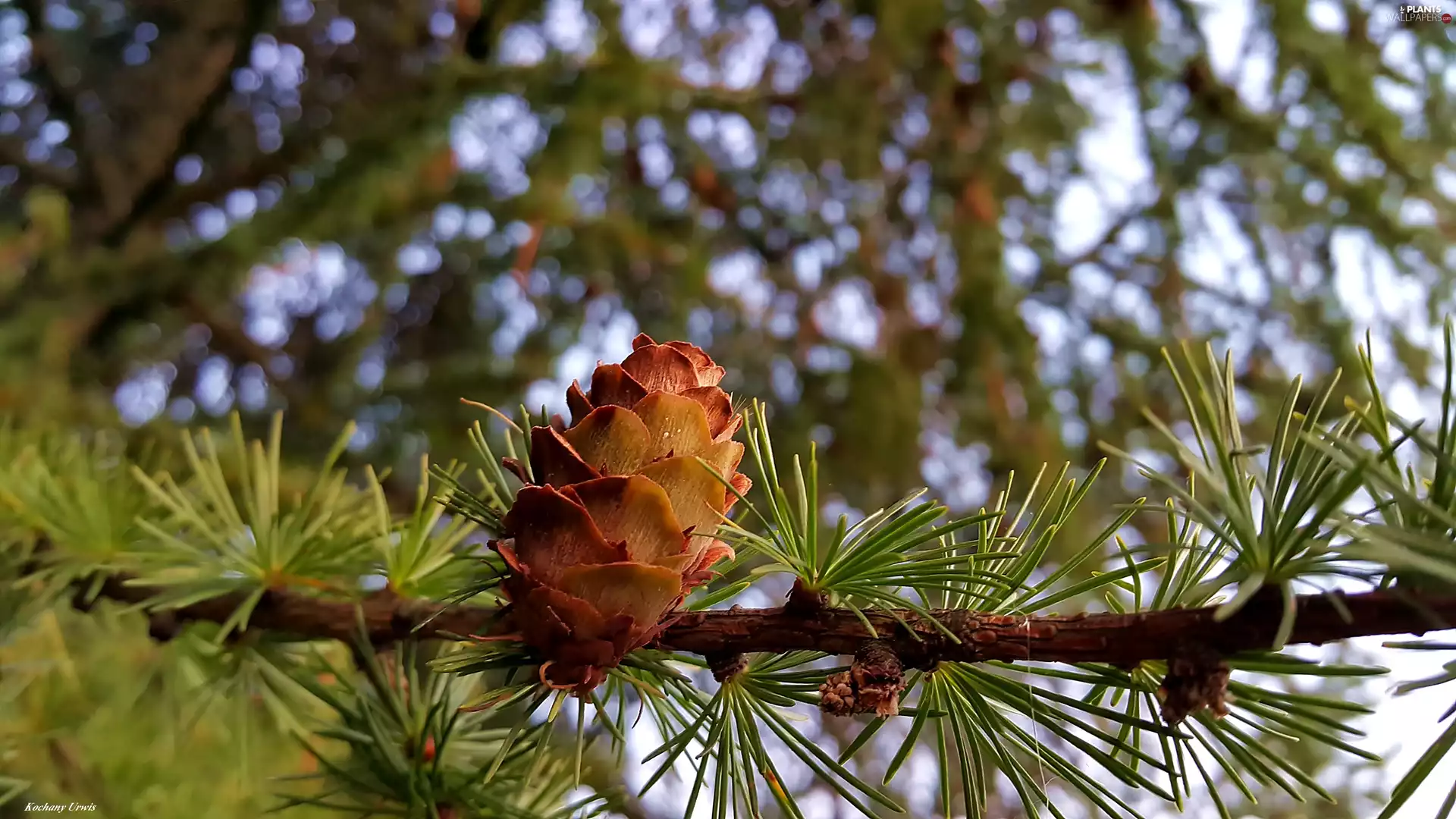 cone, larch, twig