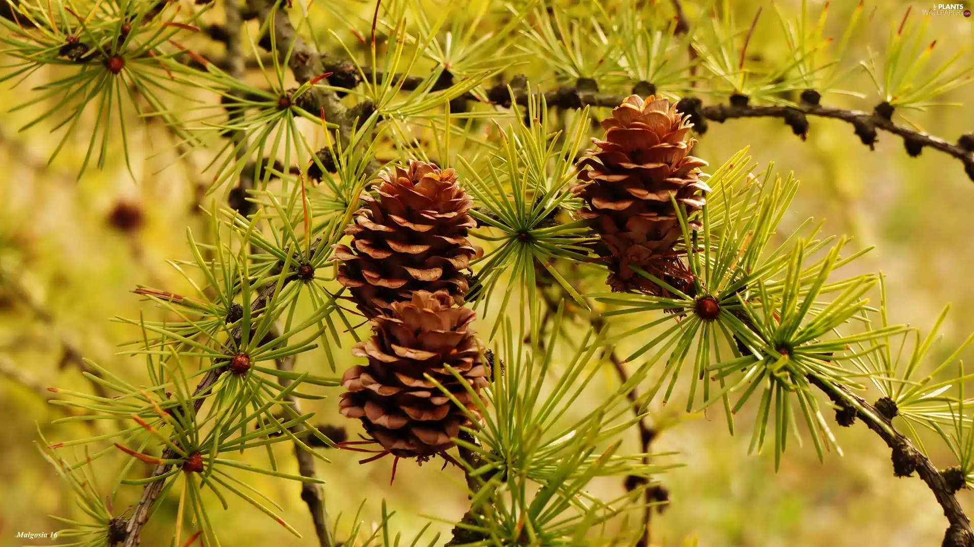 cone, conifer, Twigs