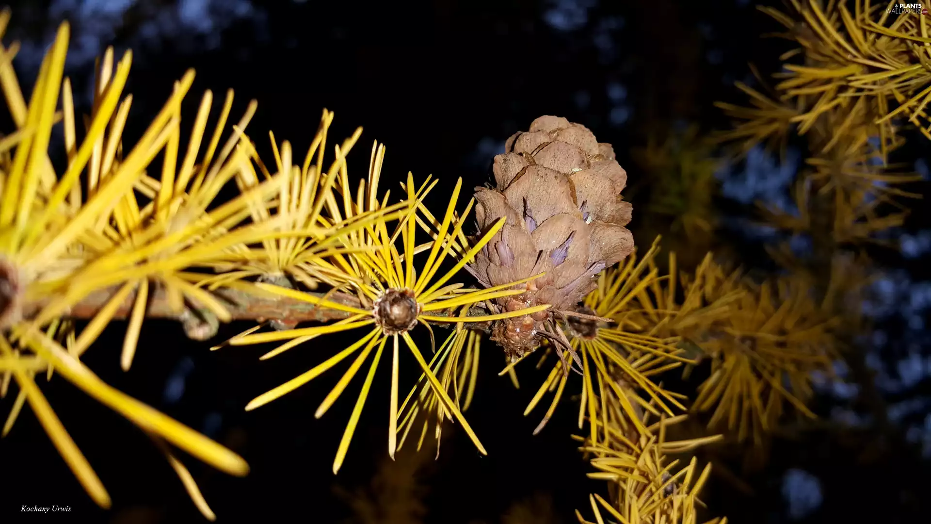 cone, larch, Twigs