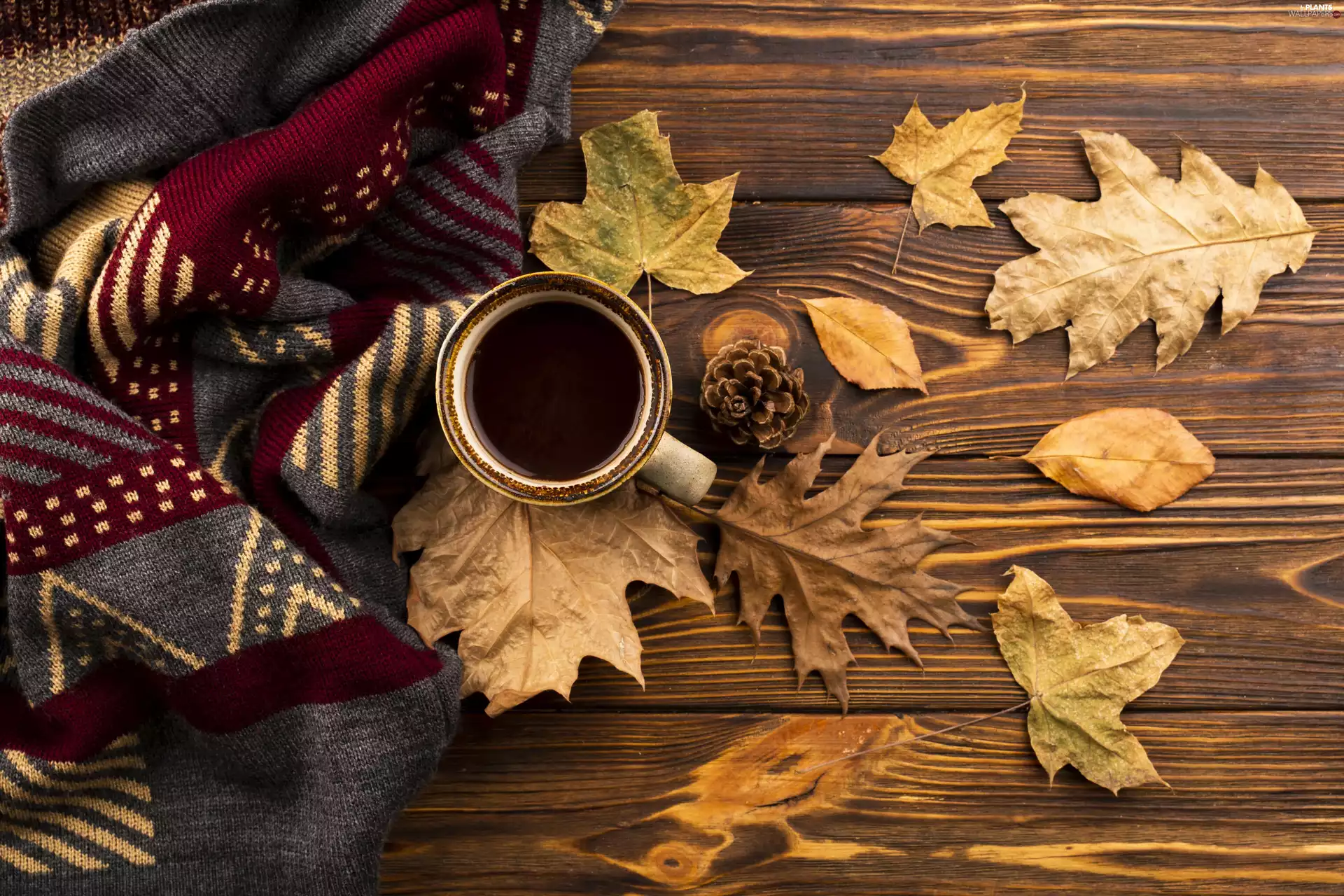 cup, dry, boarding, Leaf, background, coffee, Scarf, cones