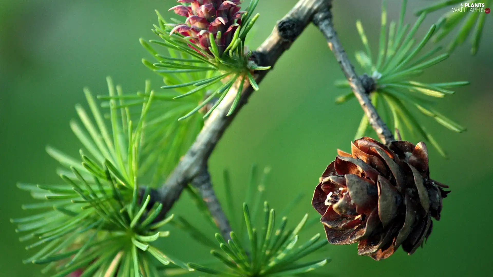 needles, christmas tree, cones