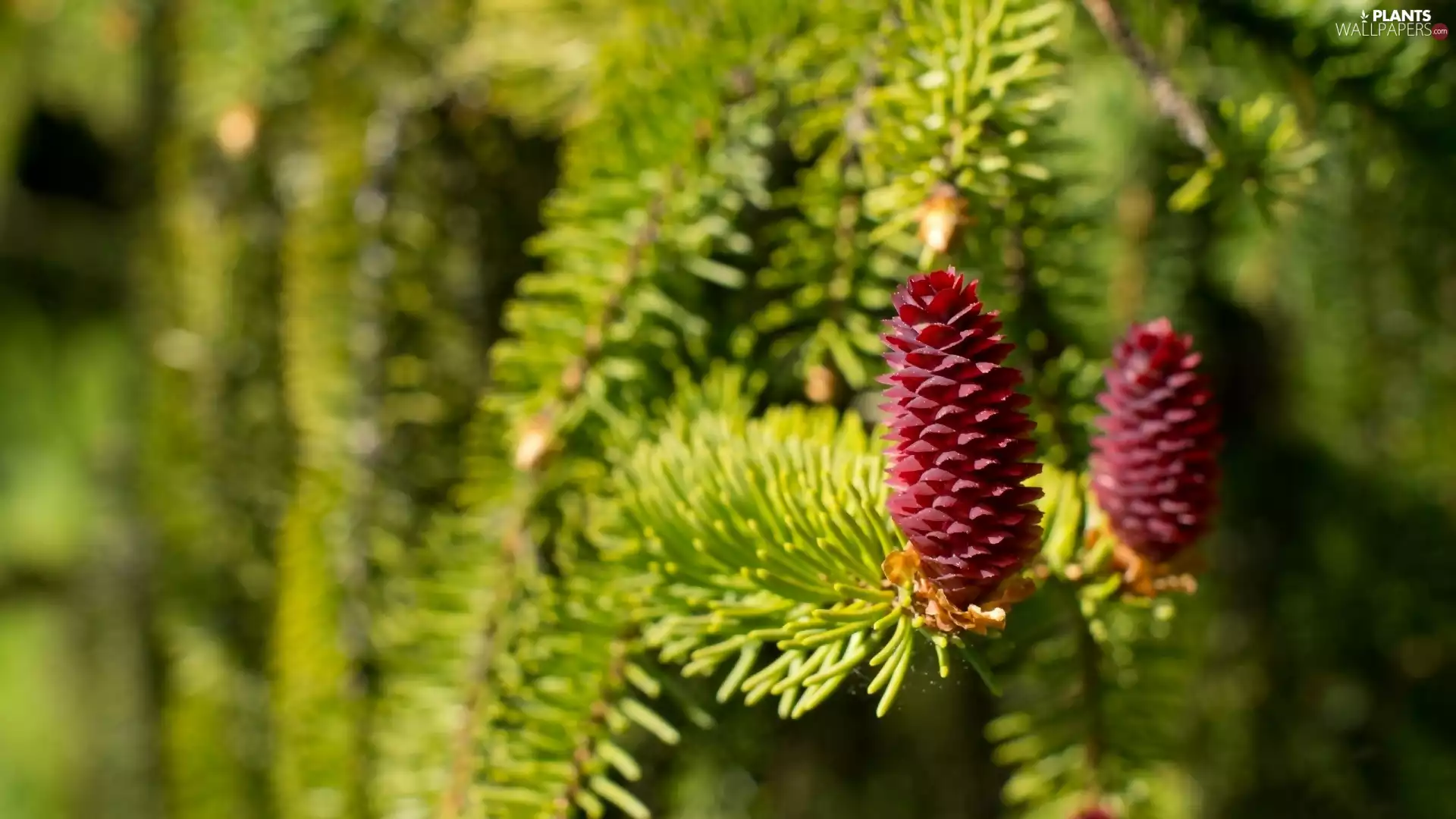 cones, conifer, claret