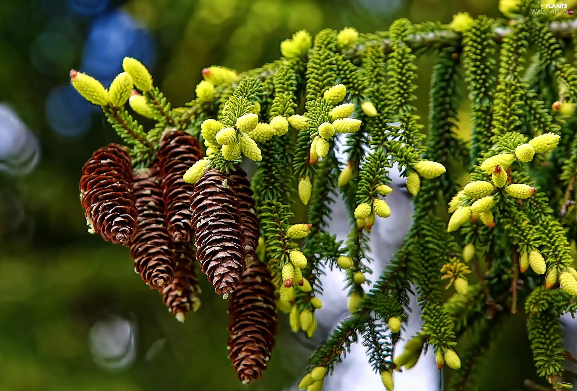 cones, flower, conifer