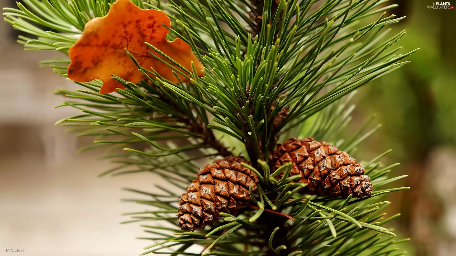 cones, leaf, conifer