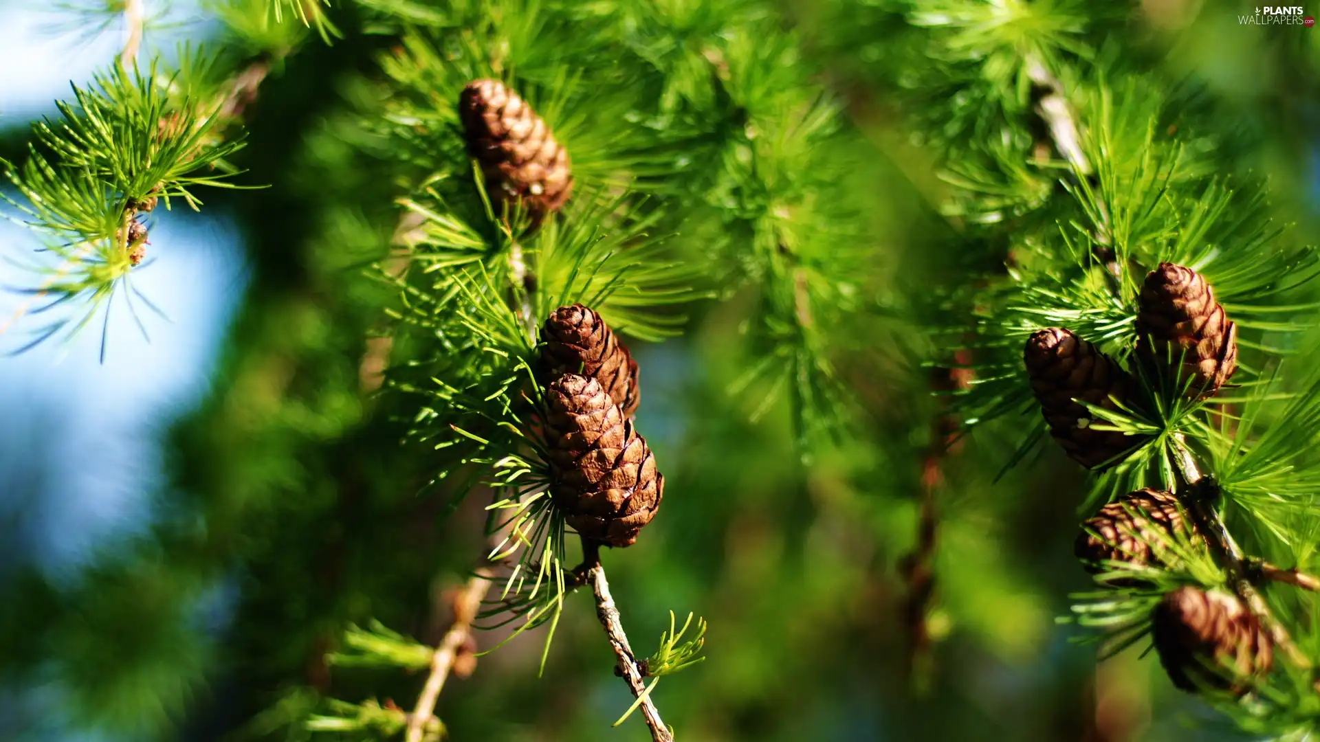 cones, twig, conifer