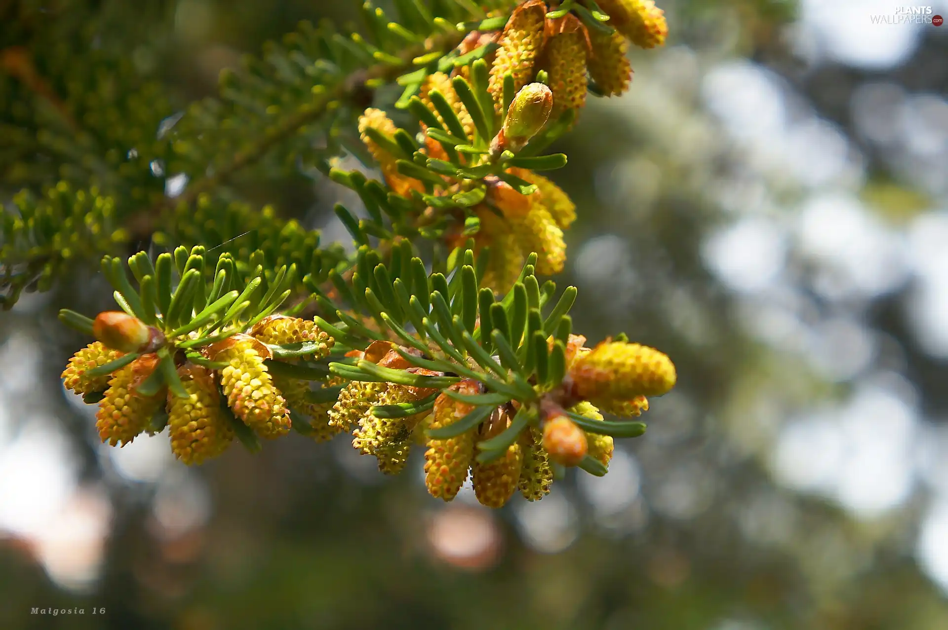 cones, twig, conifer