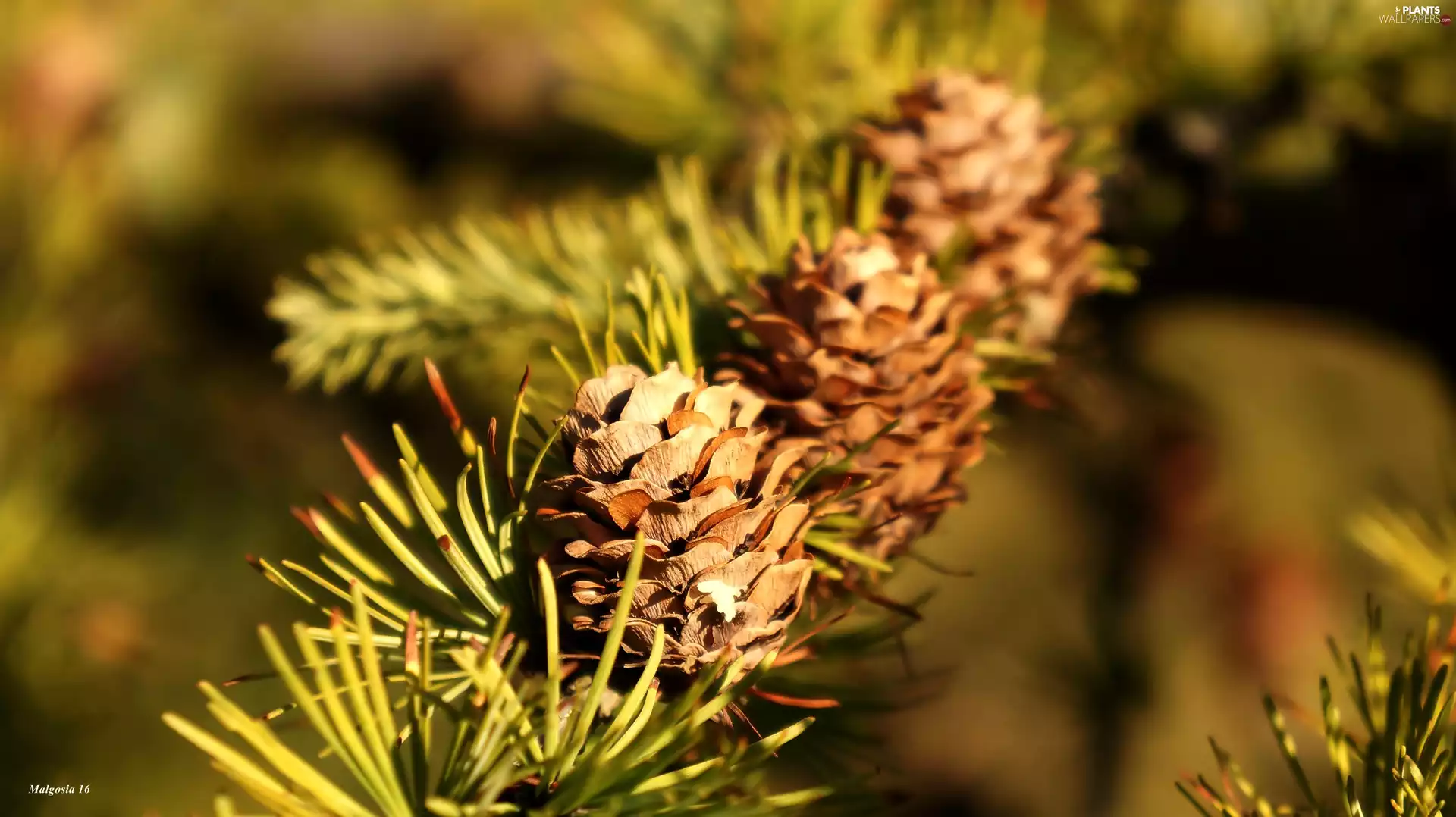 cones, twig, conifer