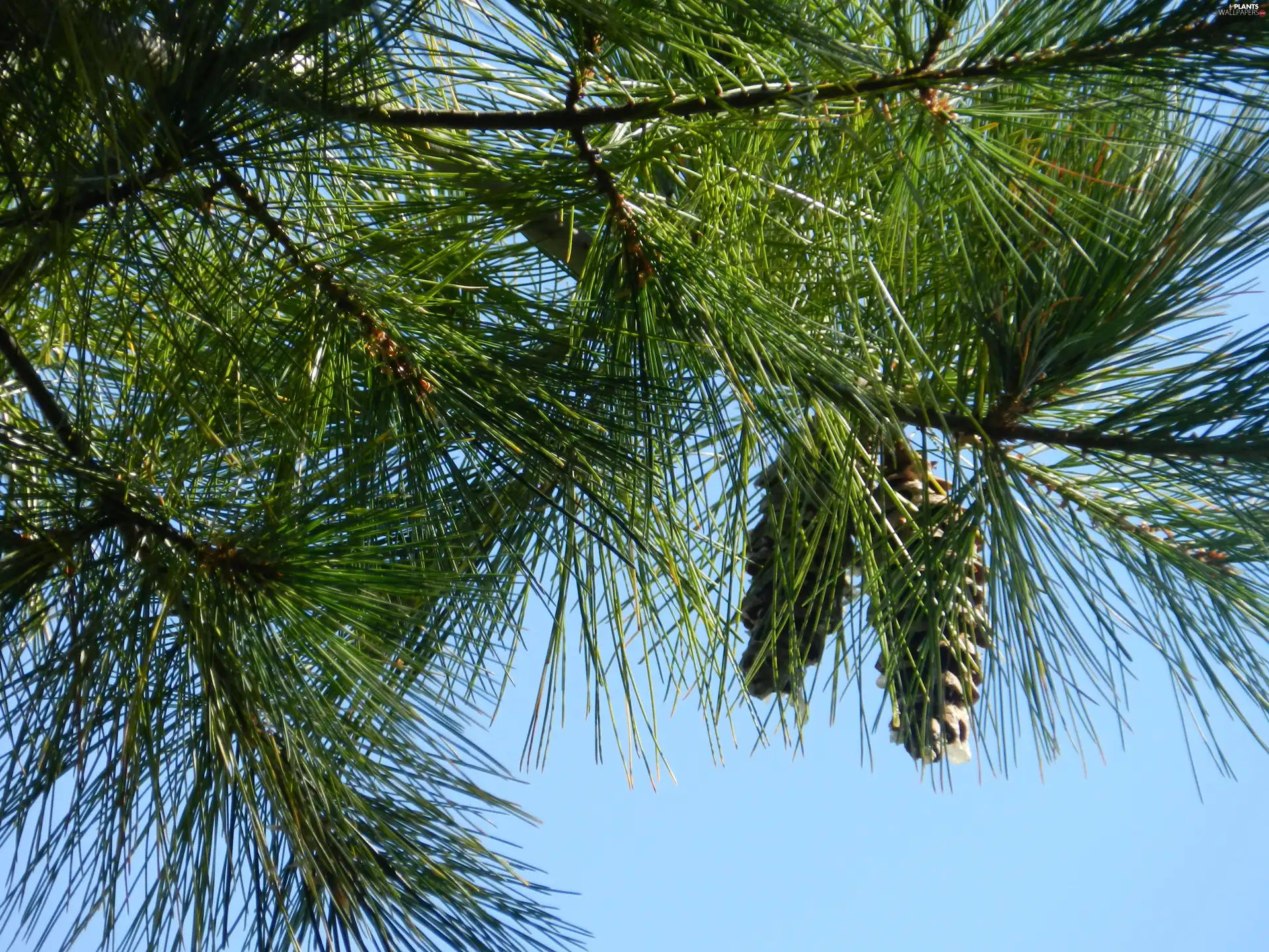 cones, Twigs, conifer