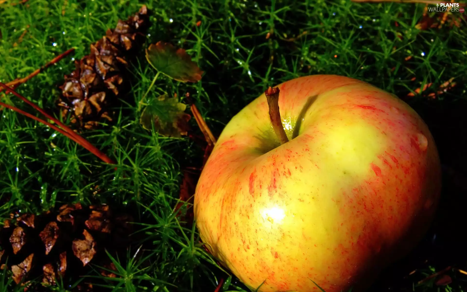 cones, Apple, grass
